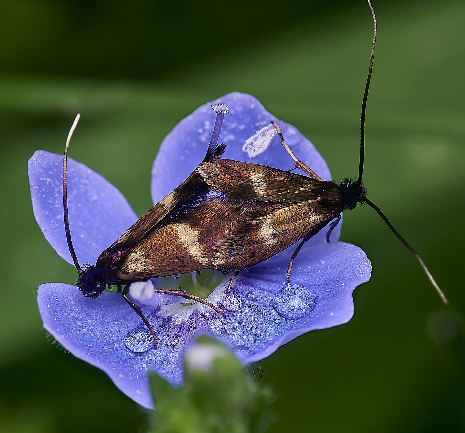 NorwichMoth270525-1