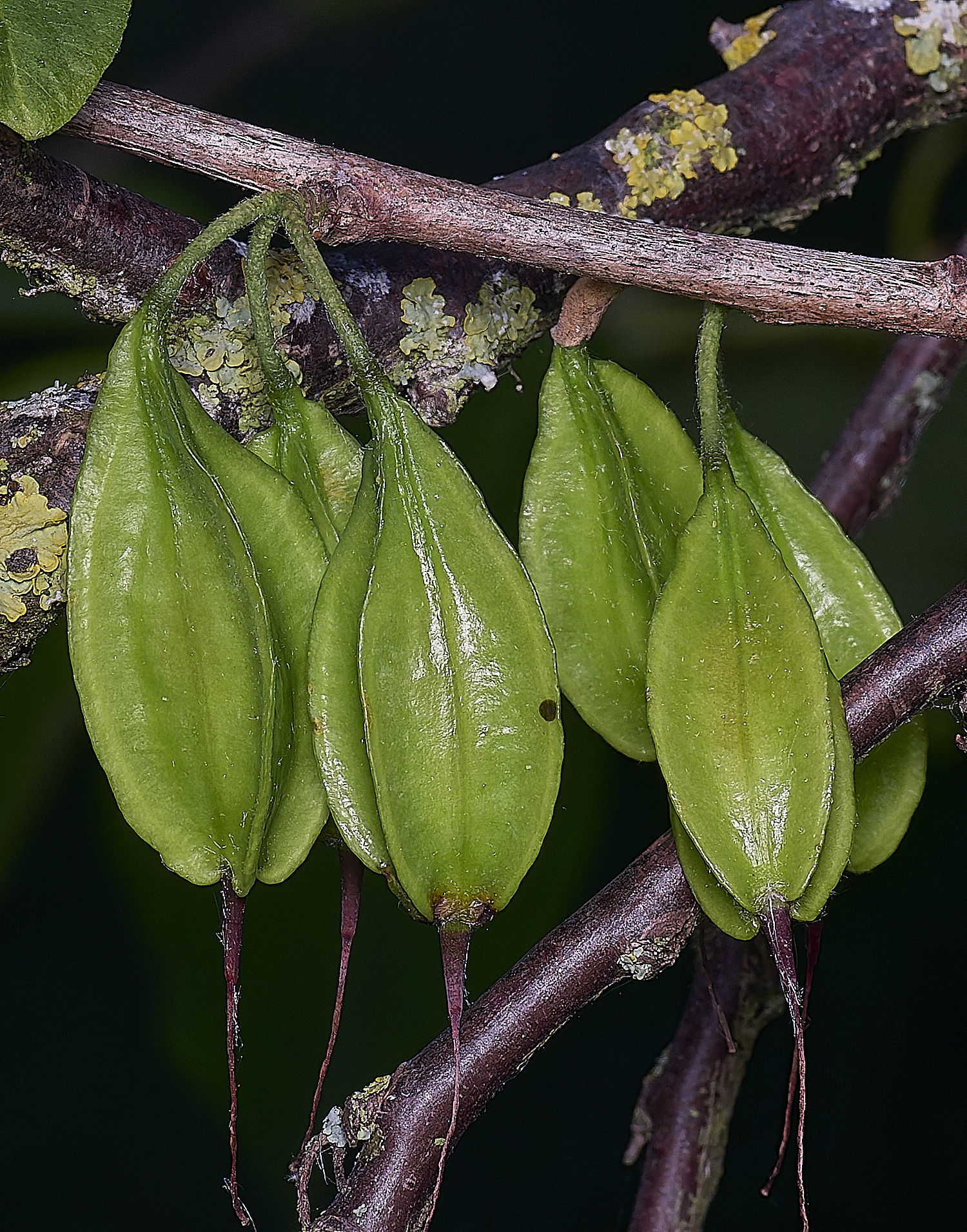 NorwichSeedPods210625-3