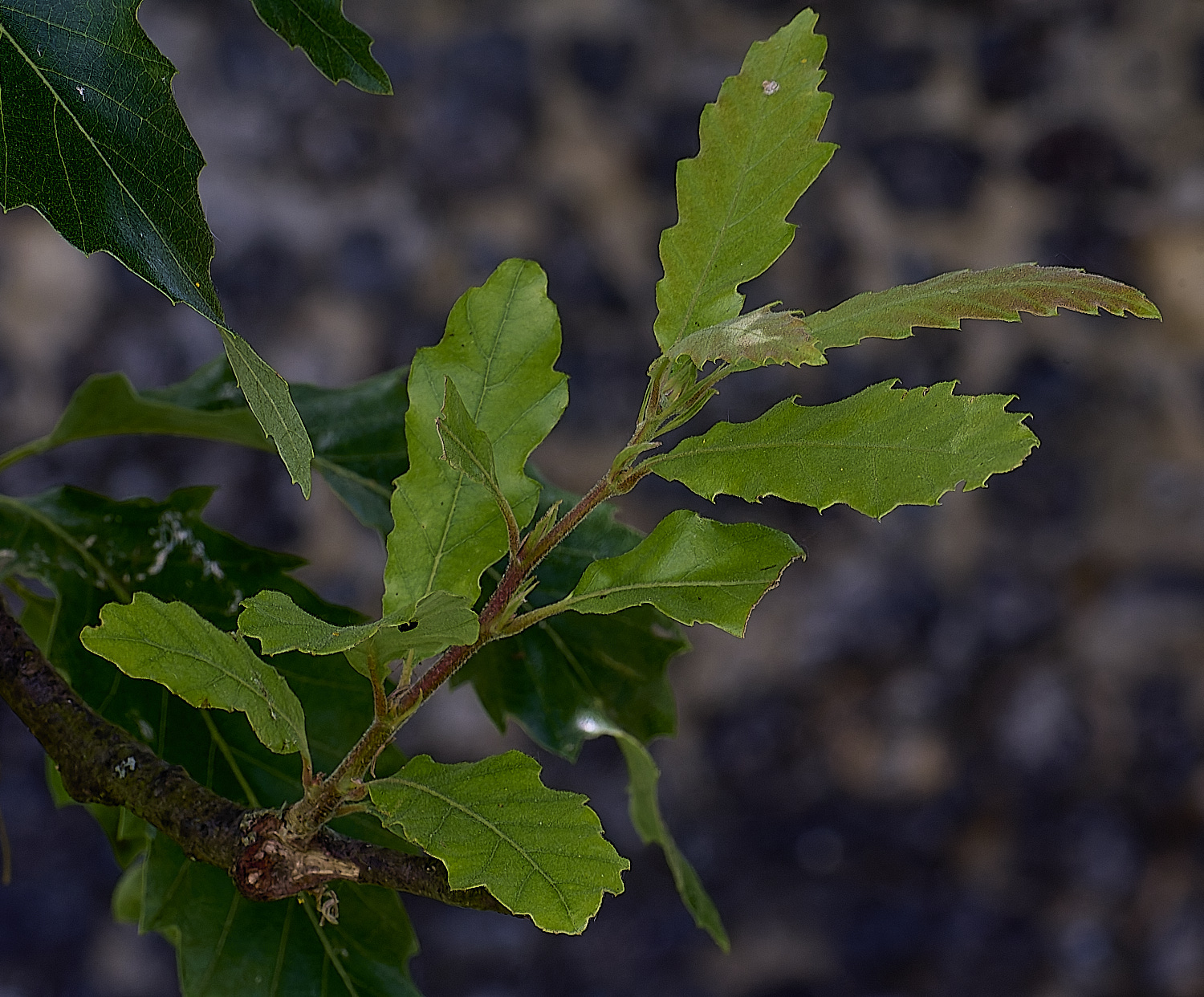 NprwichTurkeyOak210625-3
