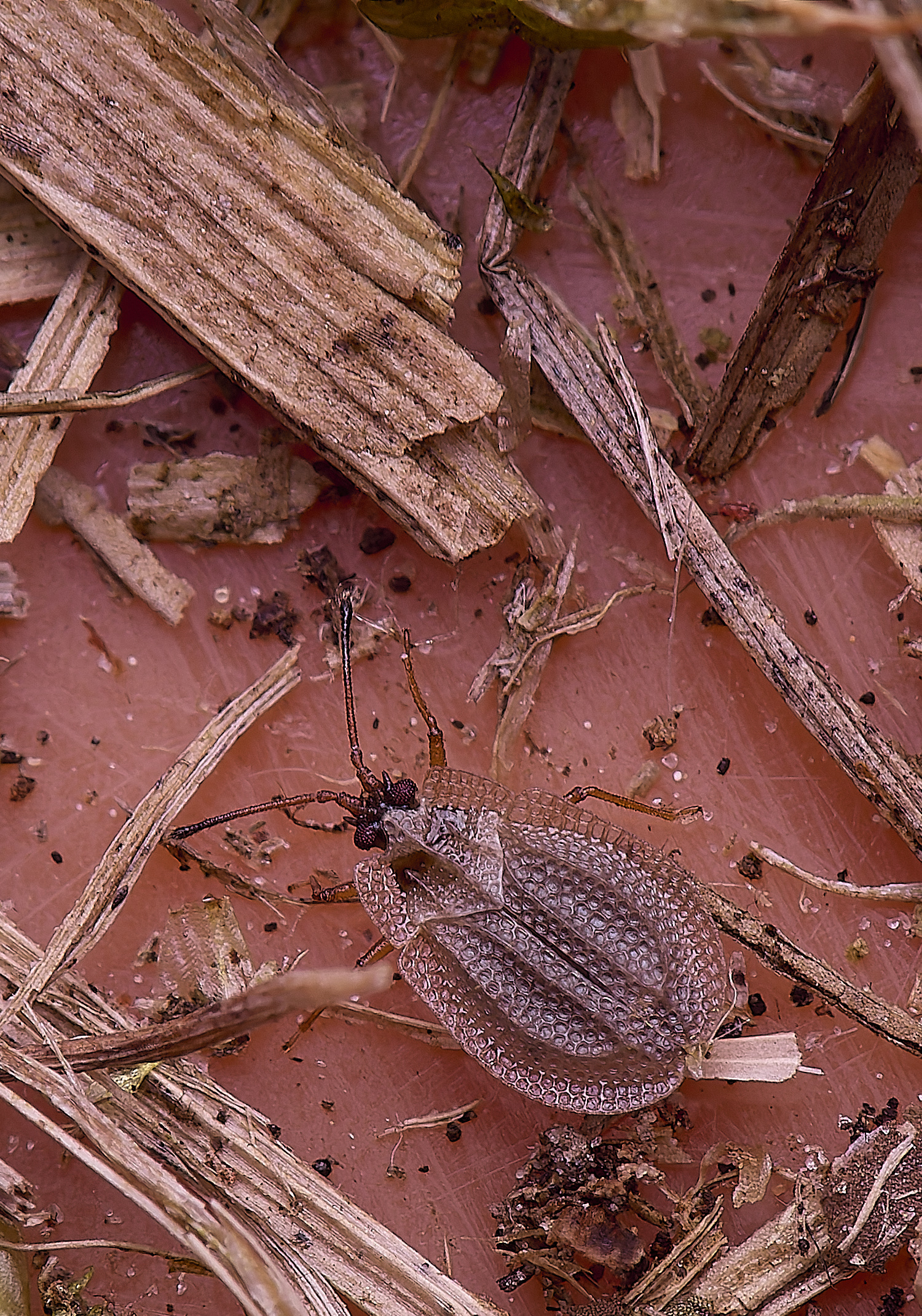 SouthreppsCommonLaceBug120525-1