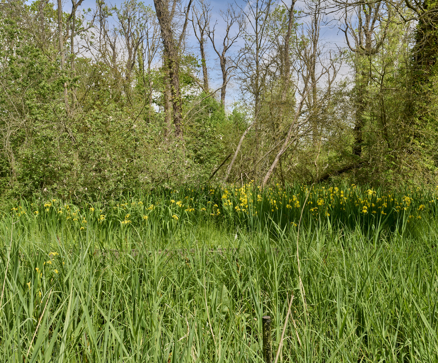 Wheatfen290525-3