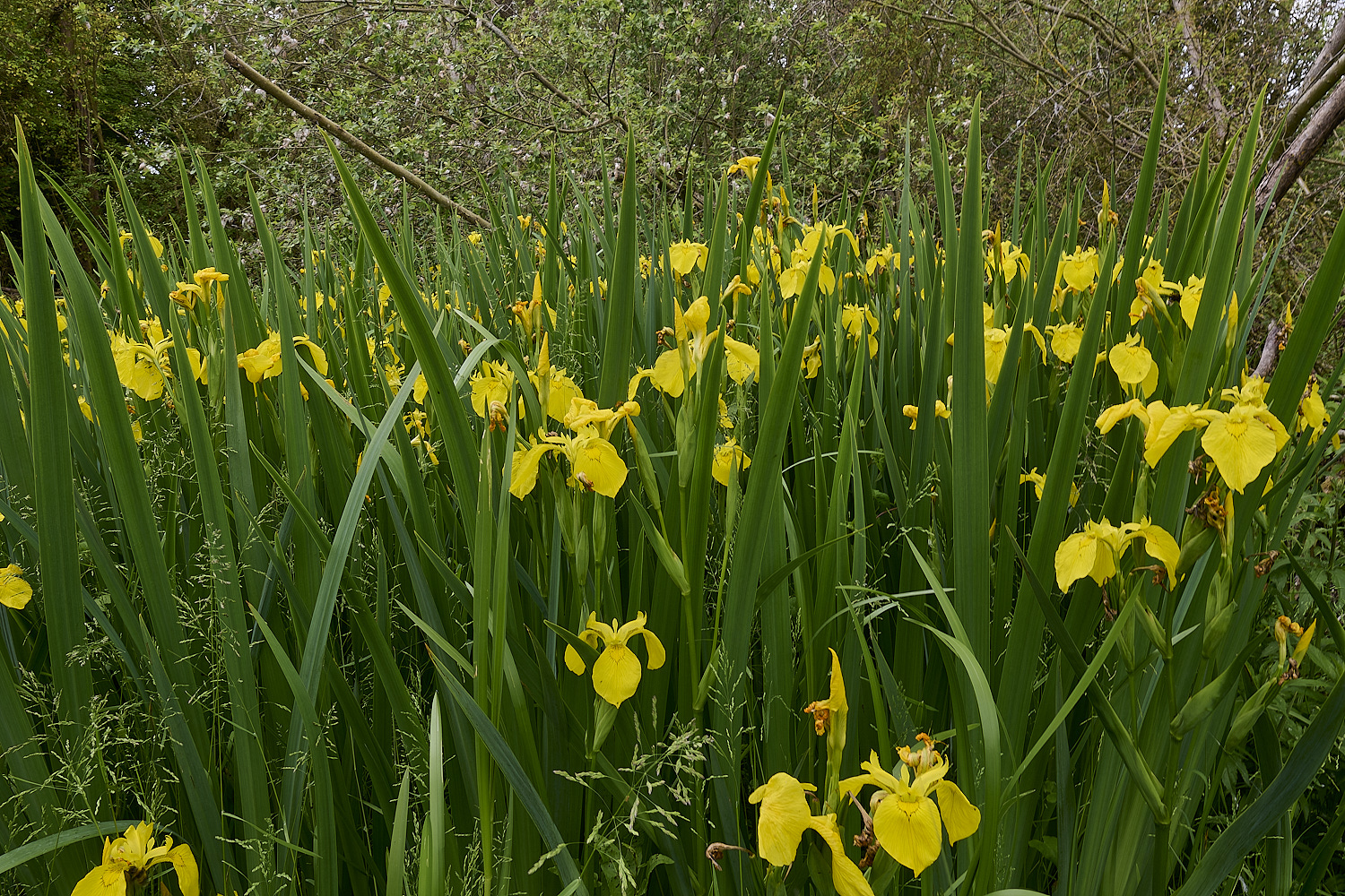Wheatfen290525-5