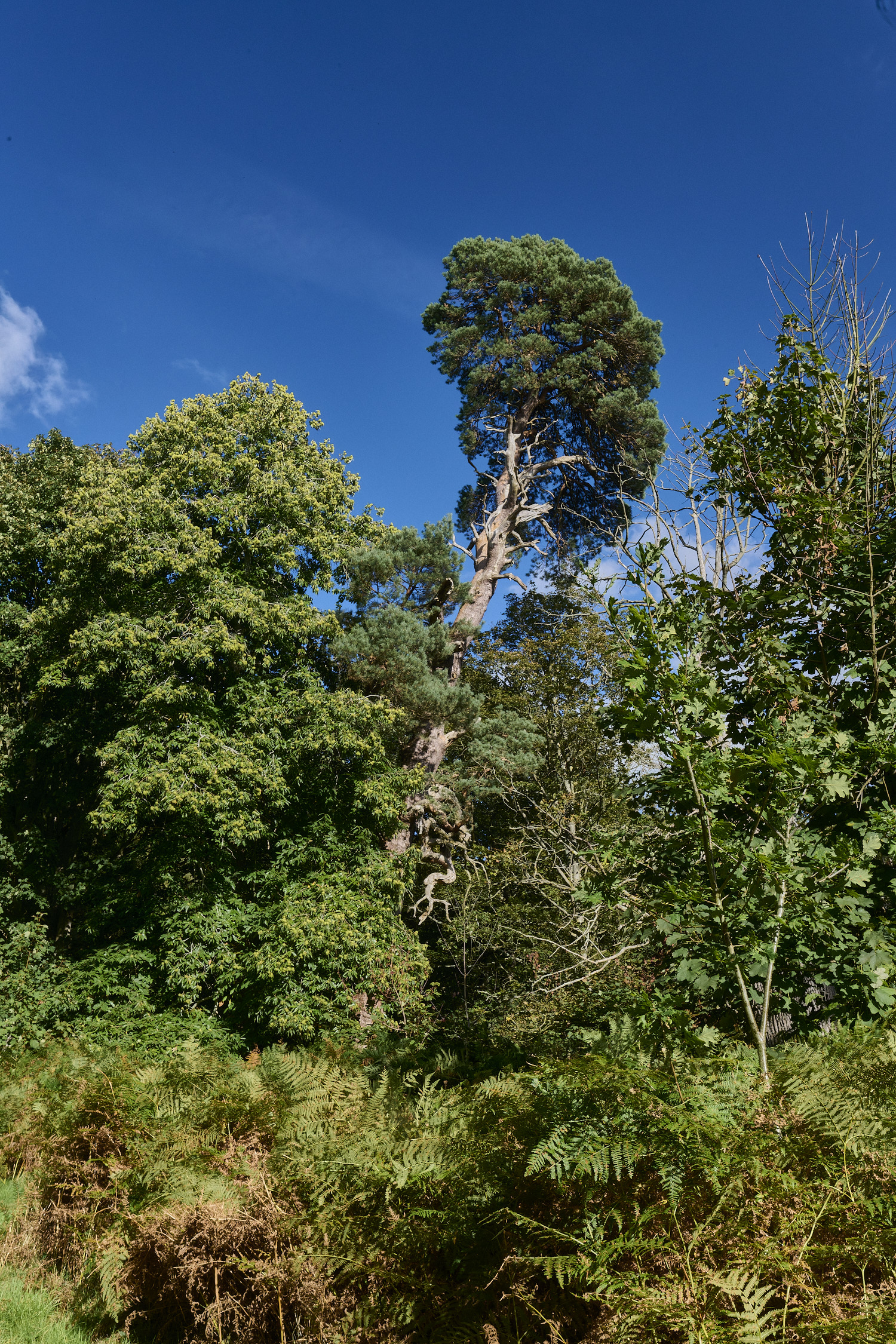 Felbrigg250925-1