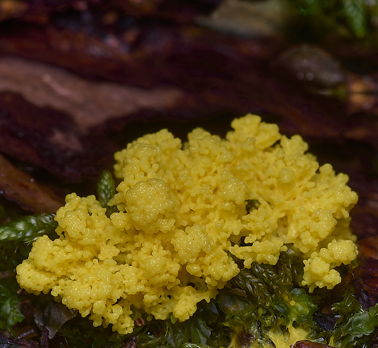 FelbriggDog'sVomit160925-1