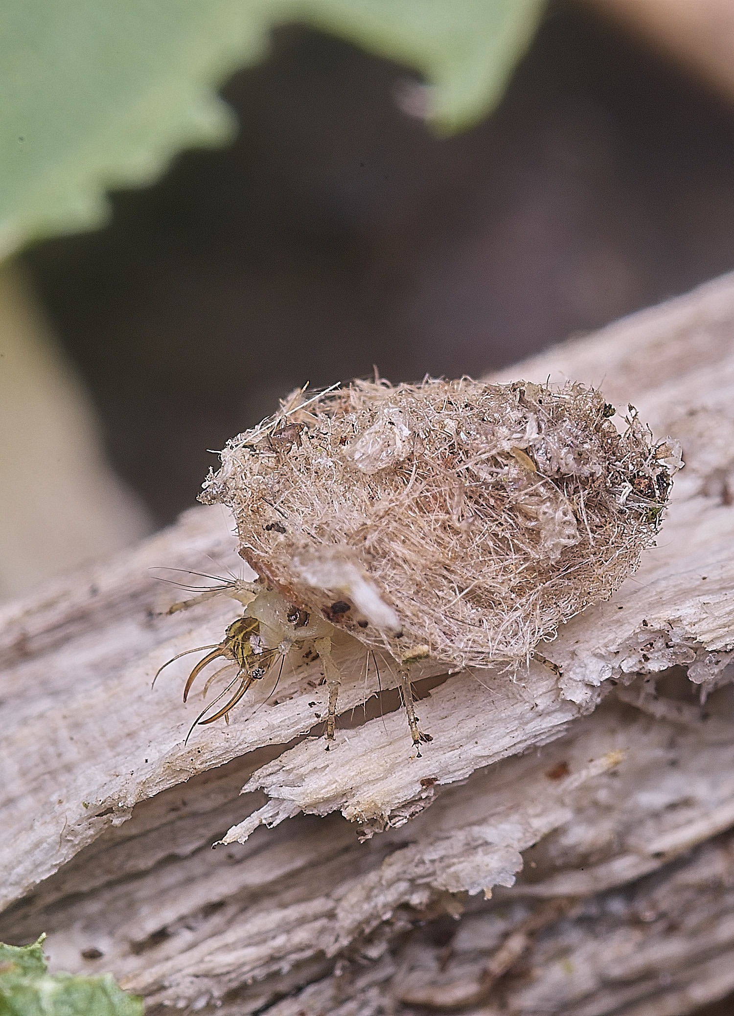 FelbriggPincers250925-3