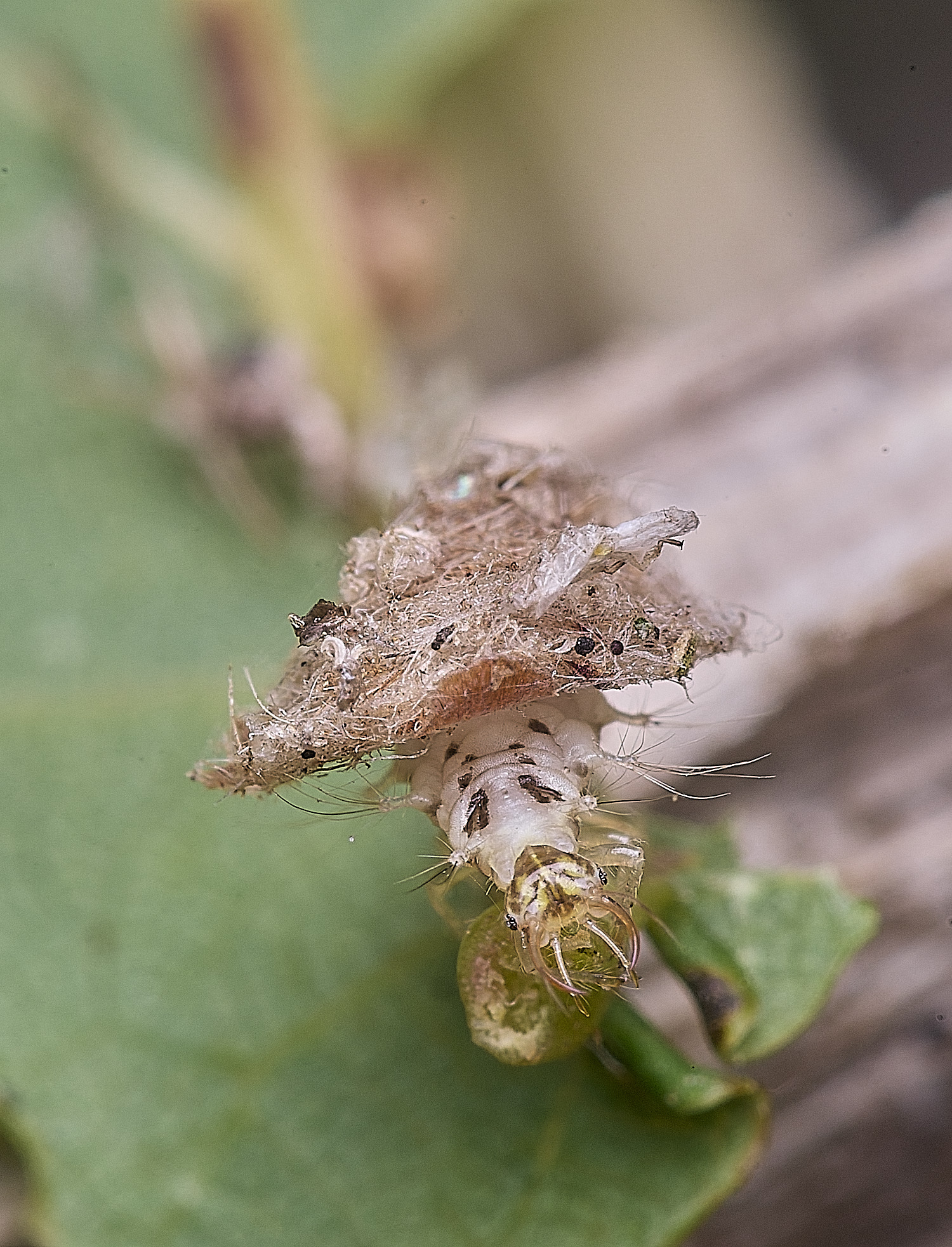 FelbriggPincers250925-4