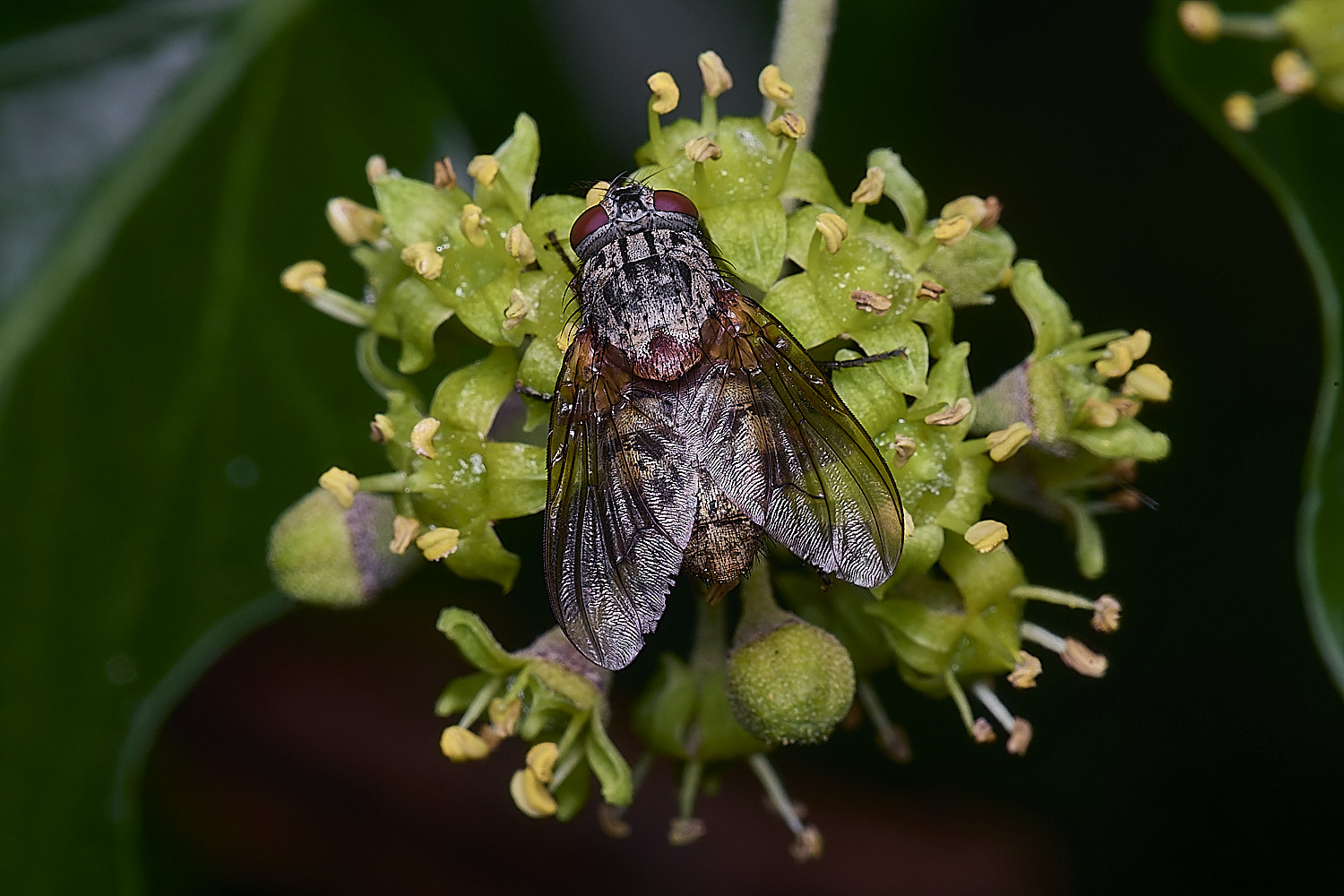 HanworthFly300925-1