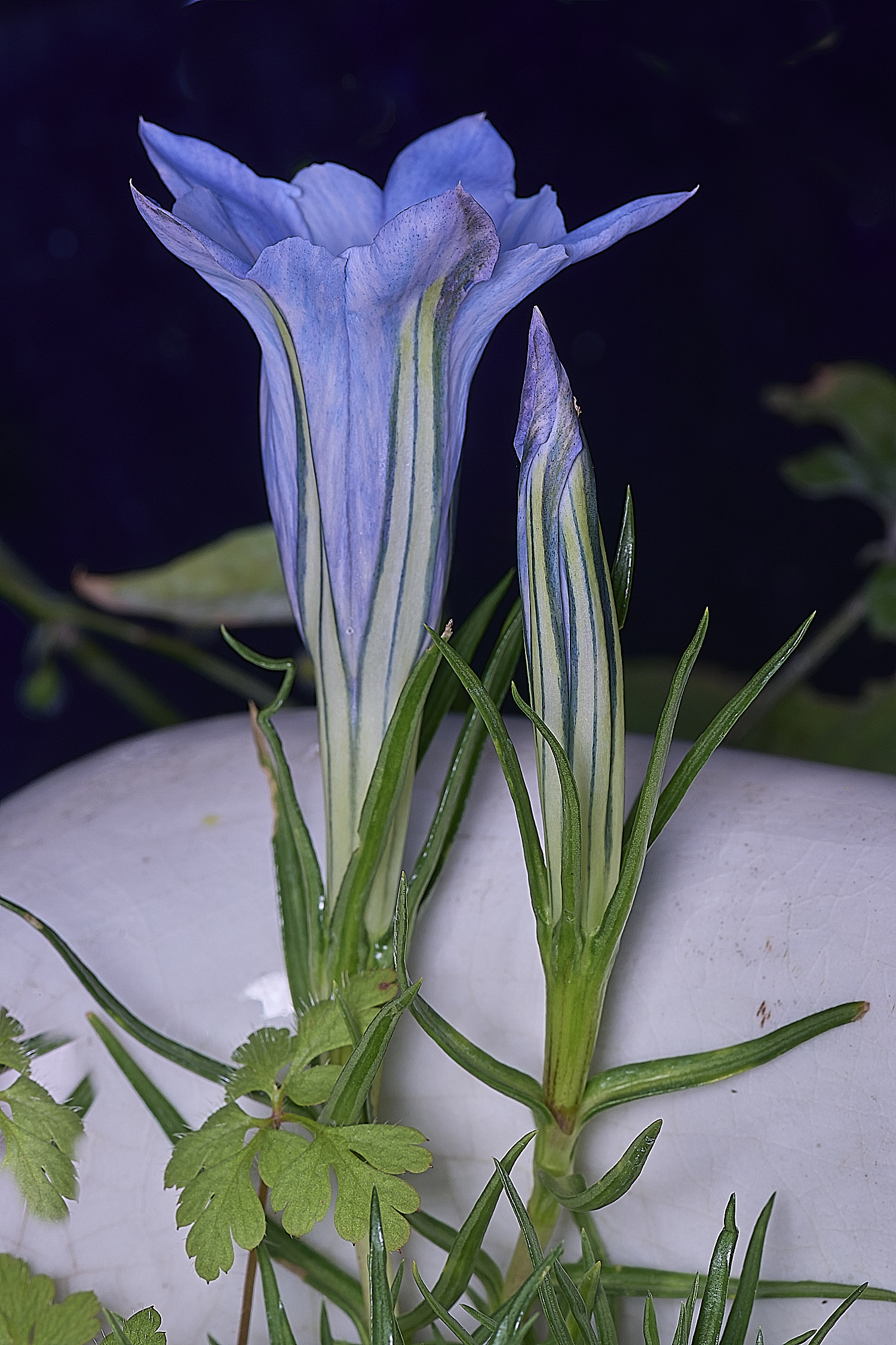 HanworthGentian250925-2