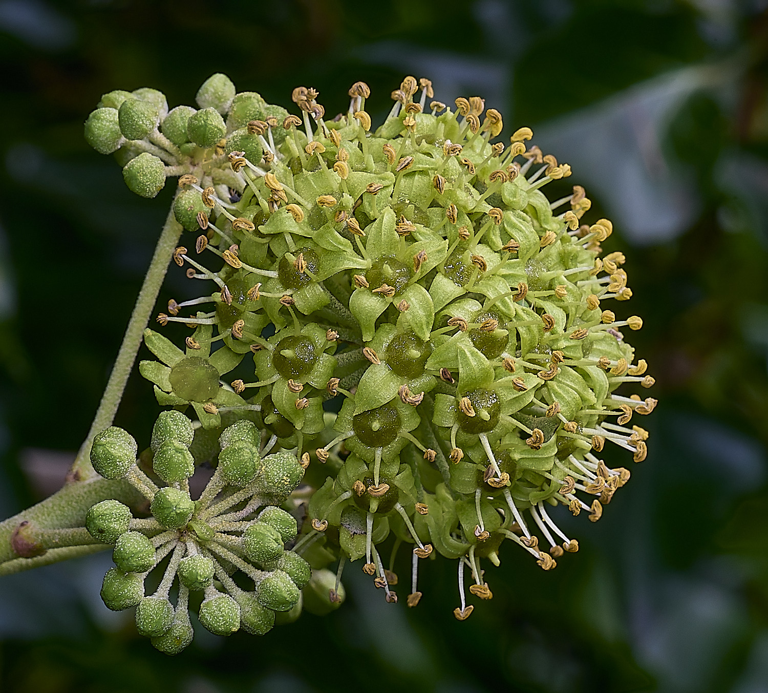 HanworthIvy300925-3