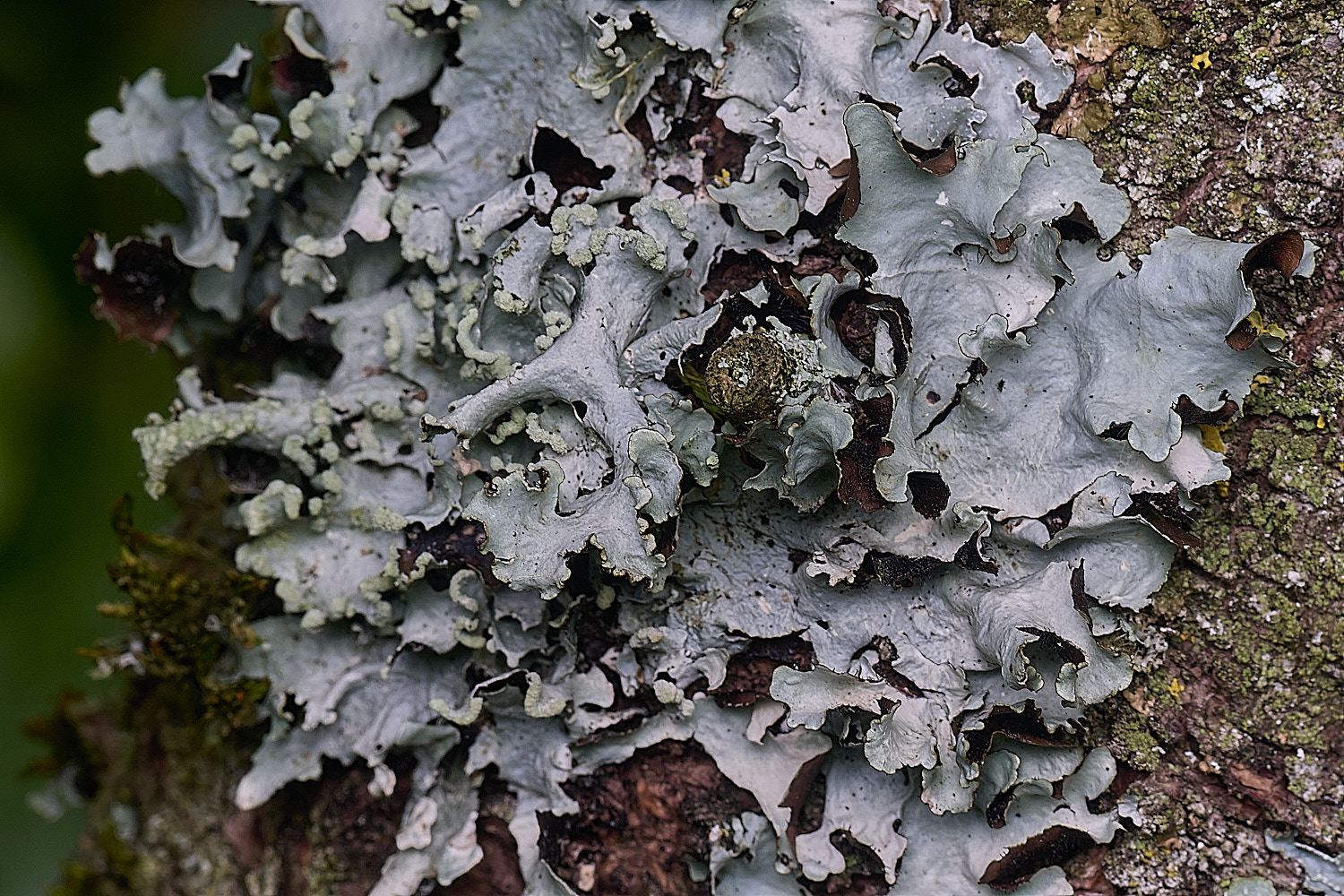 HanworthLichen300925-1