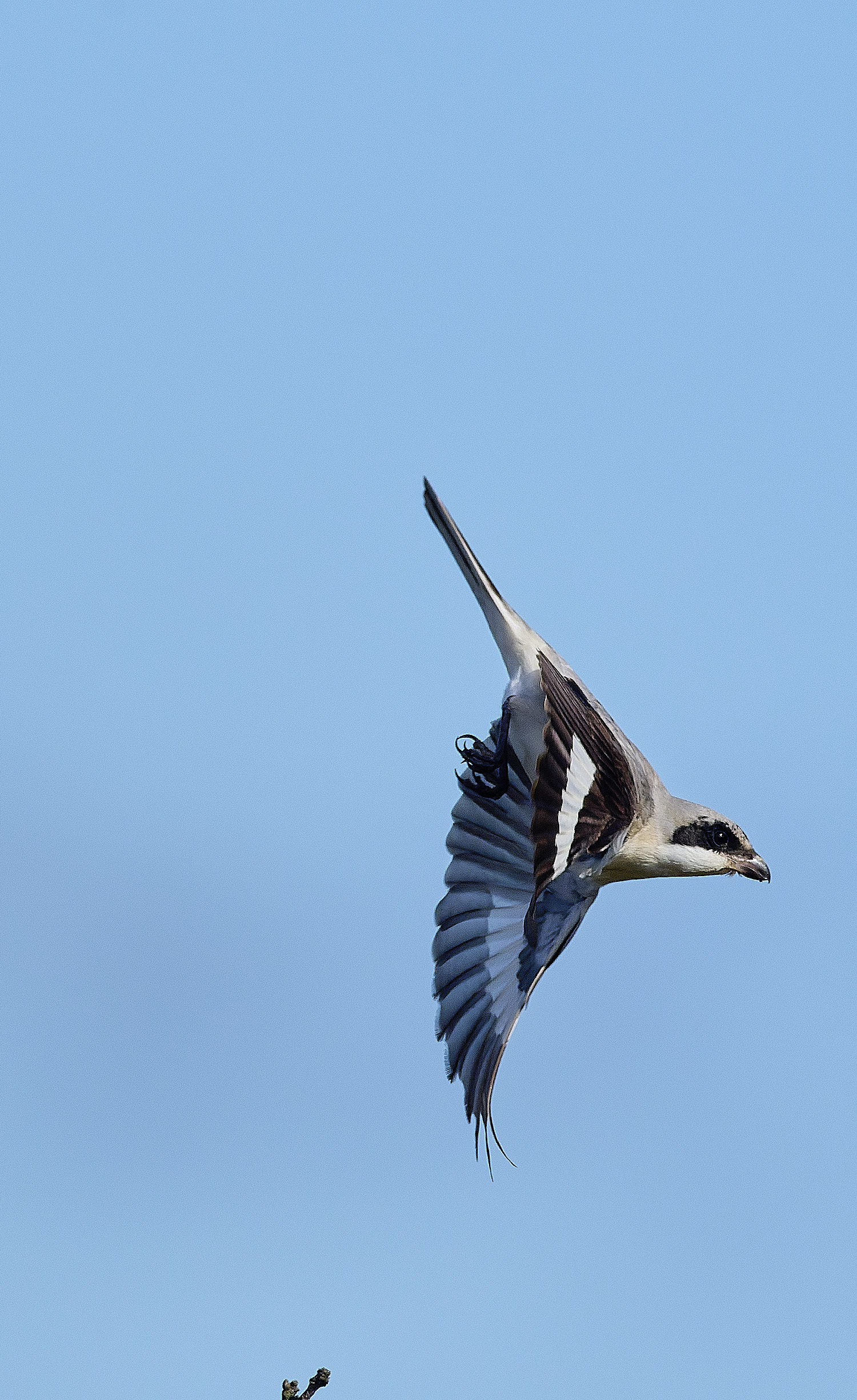 WintertonLesserGreyShrike290925-11 1