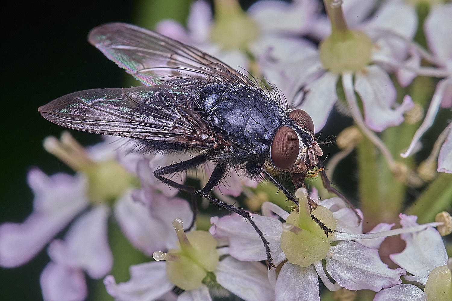 AbelHeathFly121125-1