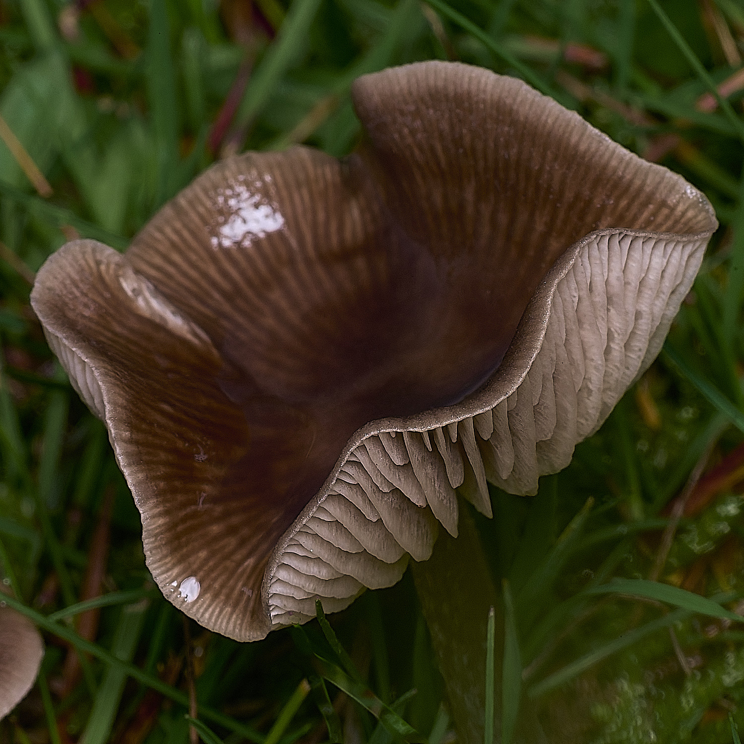 AbelHeathFungus121125-1