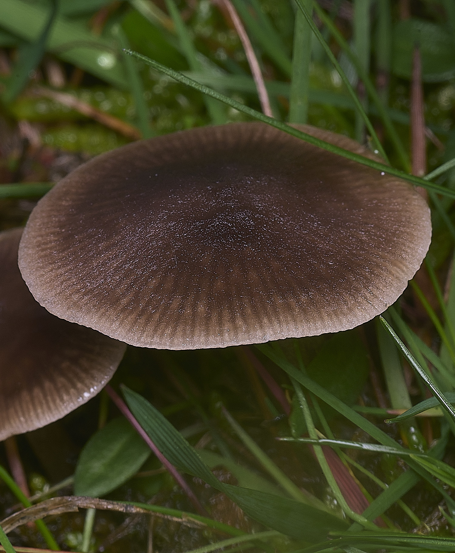 AbelHeathFungus121125-2
