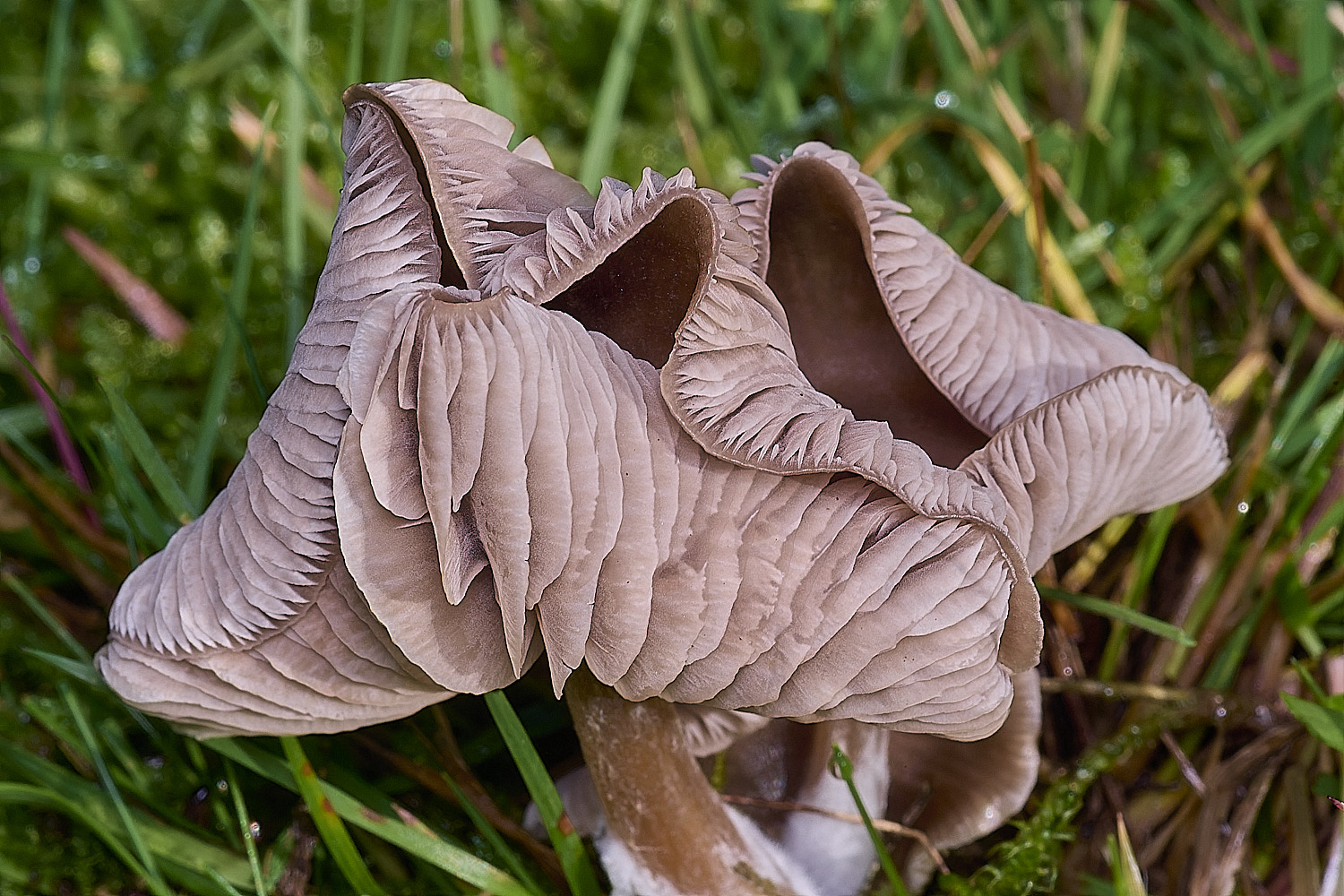 AbelHeathFungus121125-6