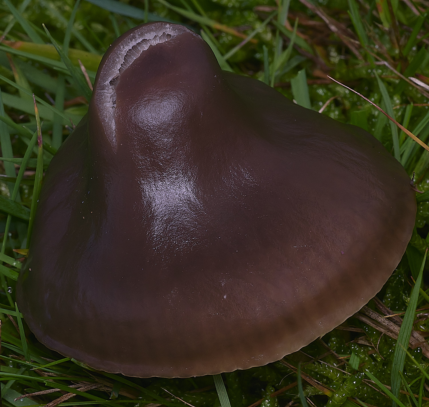 AbelHeathMycena121125-1