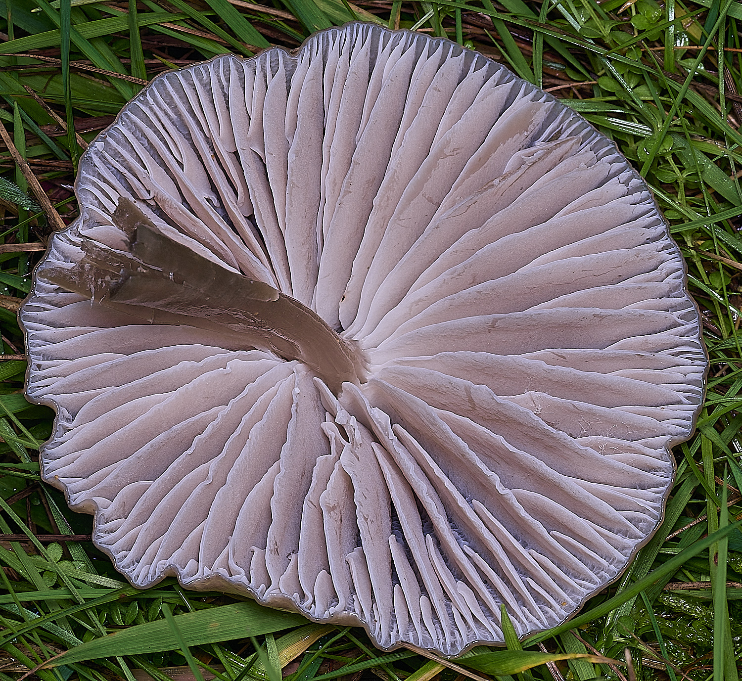 AbelHeathMycena121125-2