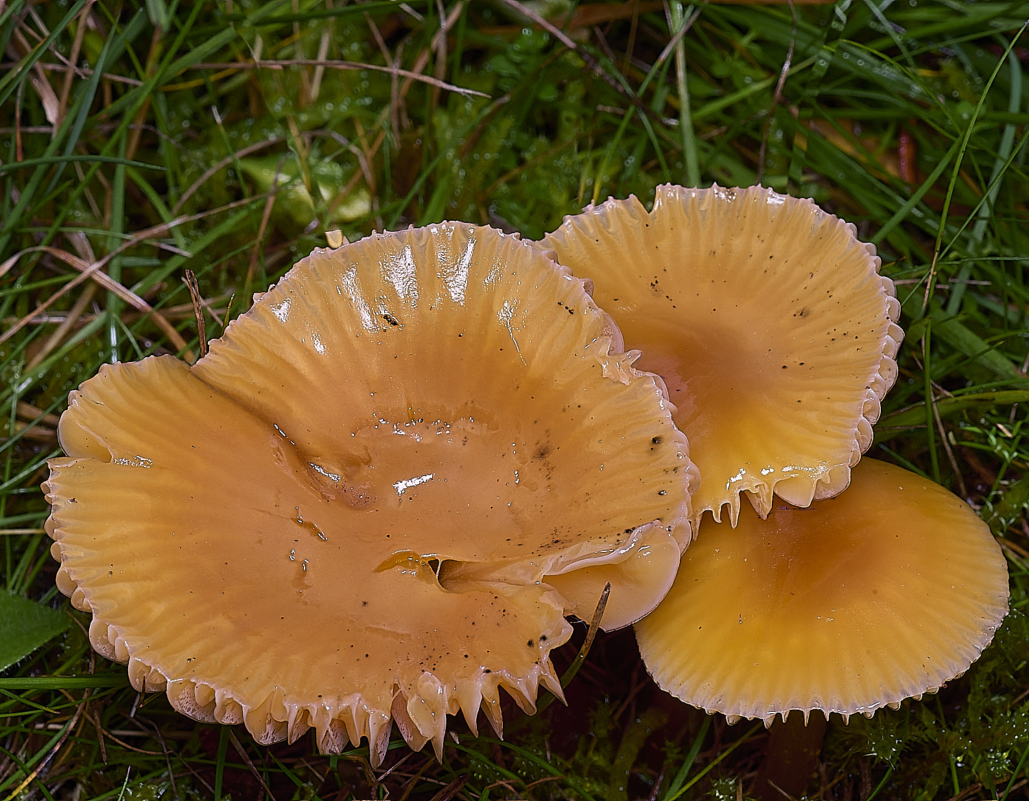 AbelHeathOrange121125-2