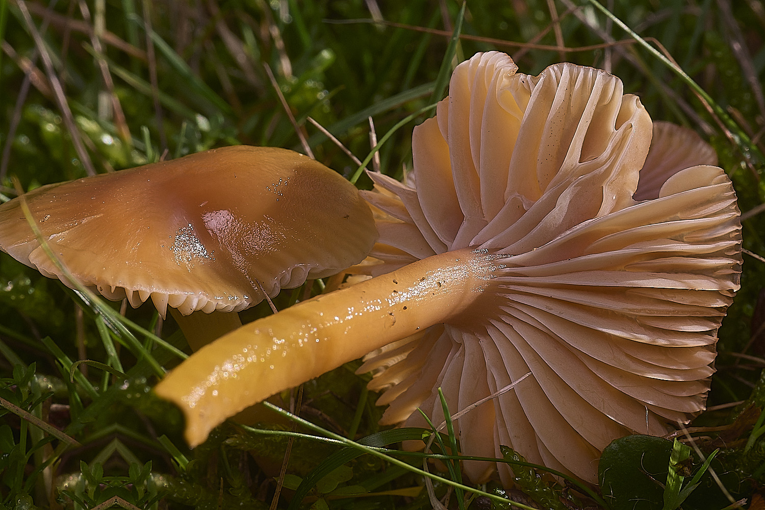 AbelHeathOrange121125-5