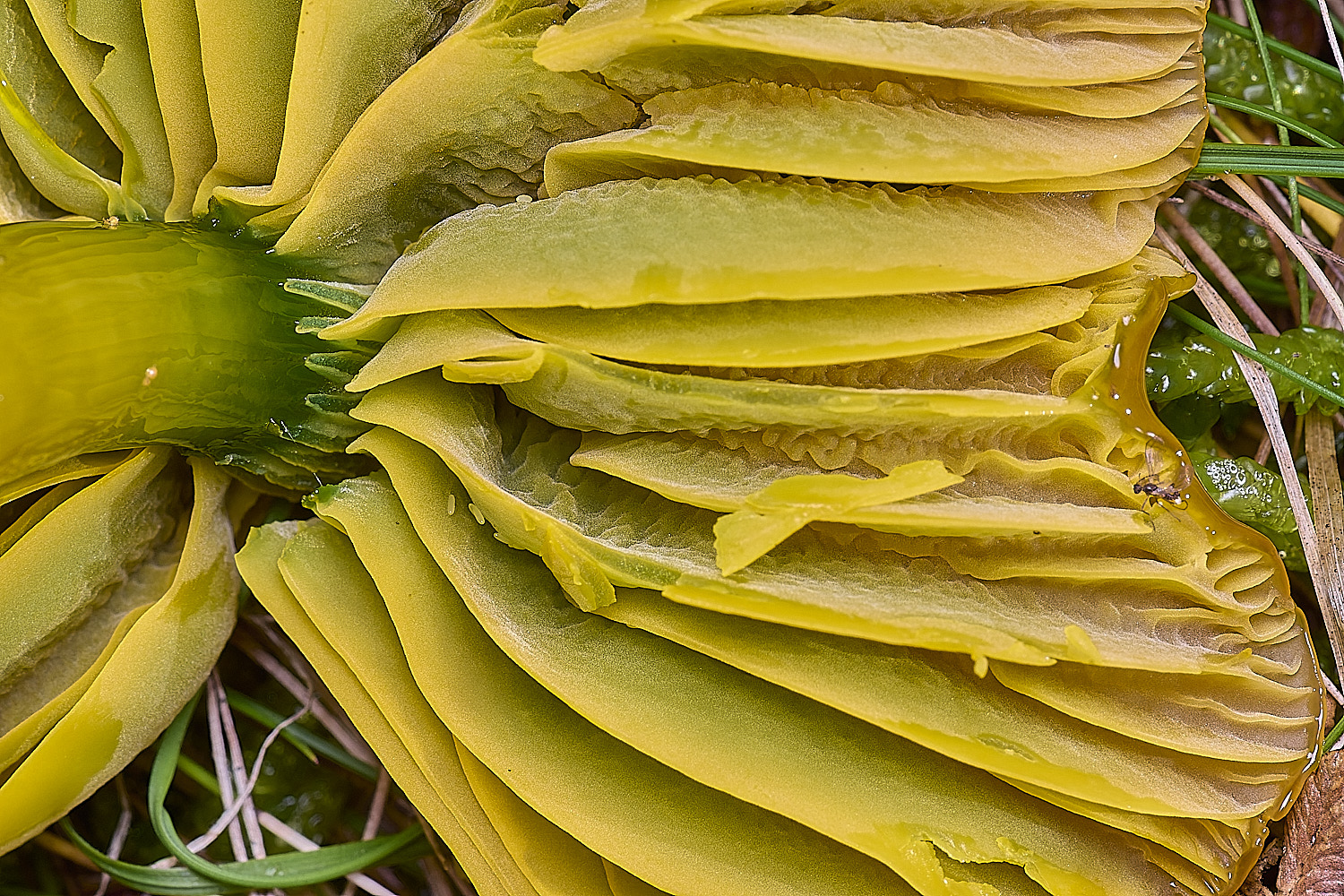 AbelHeathParrotWaxcap121125-5