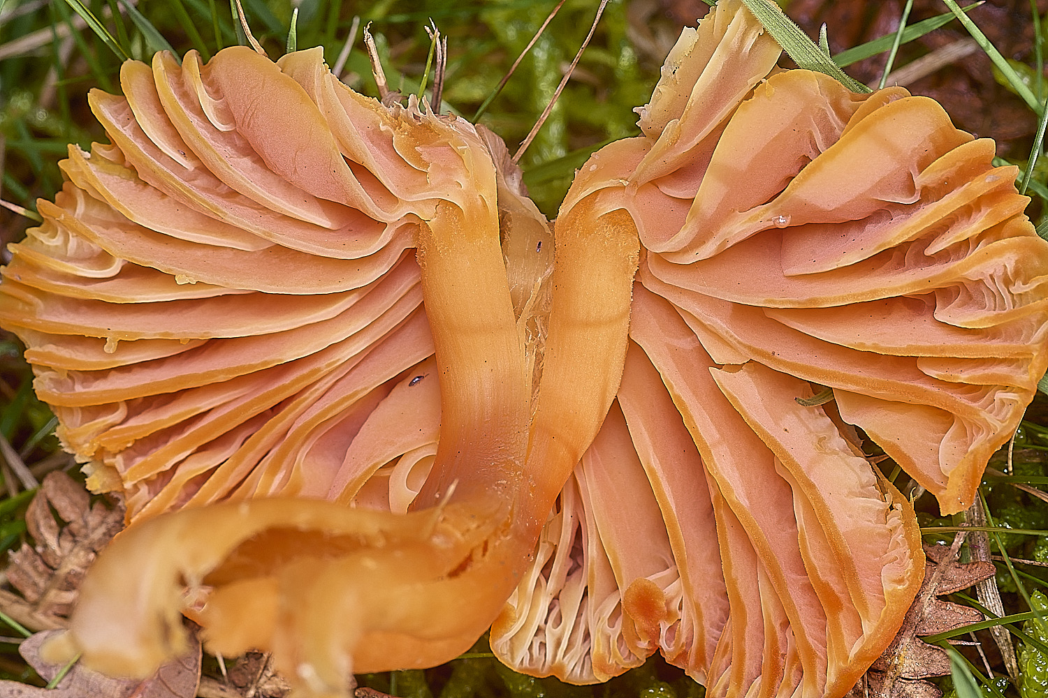AbelHeathScarletWaxcap121125-4
