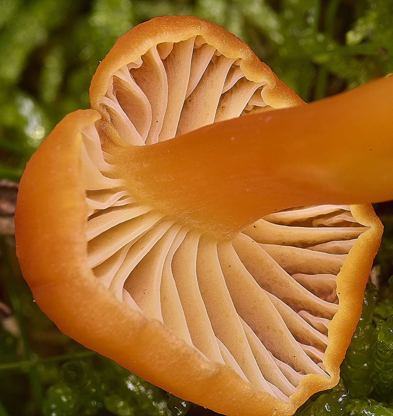 AbelHeathScarletWaxcap121125-5