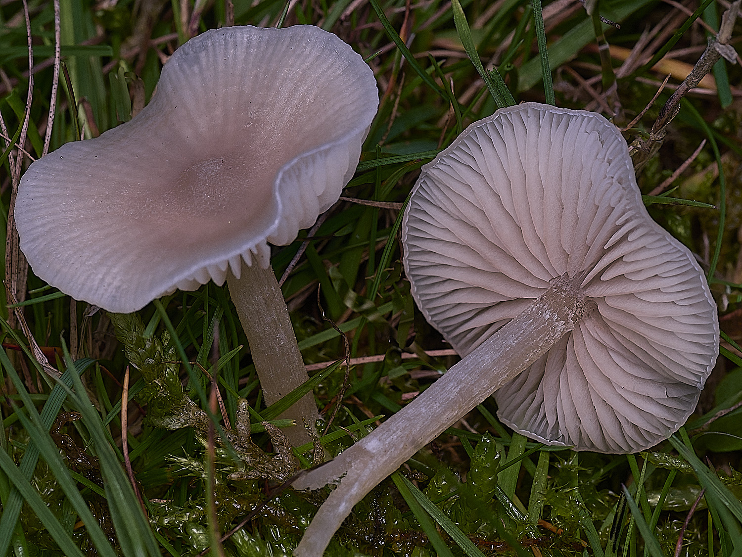 AbelHeathWhite121125-2