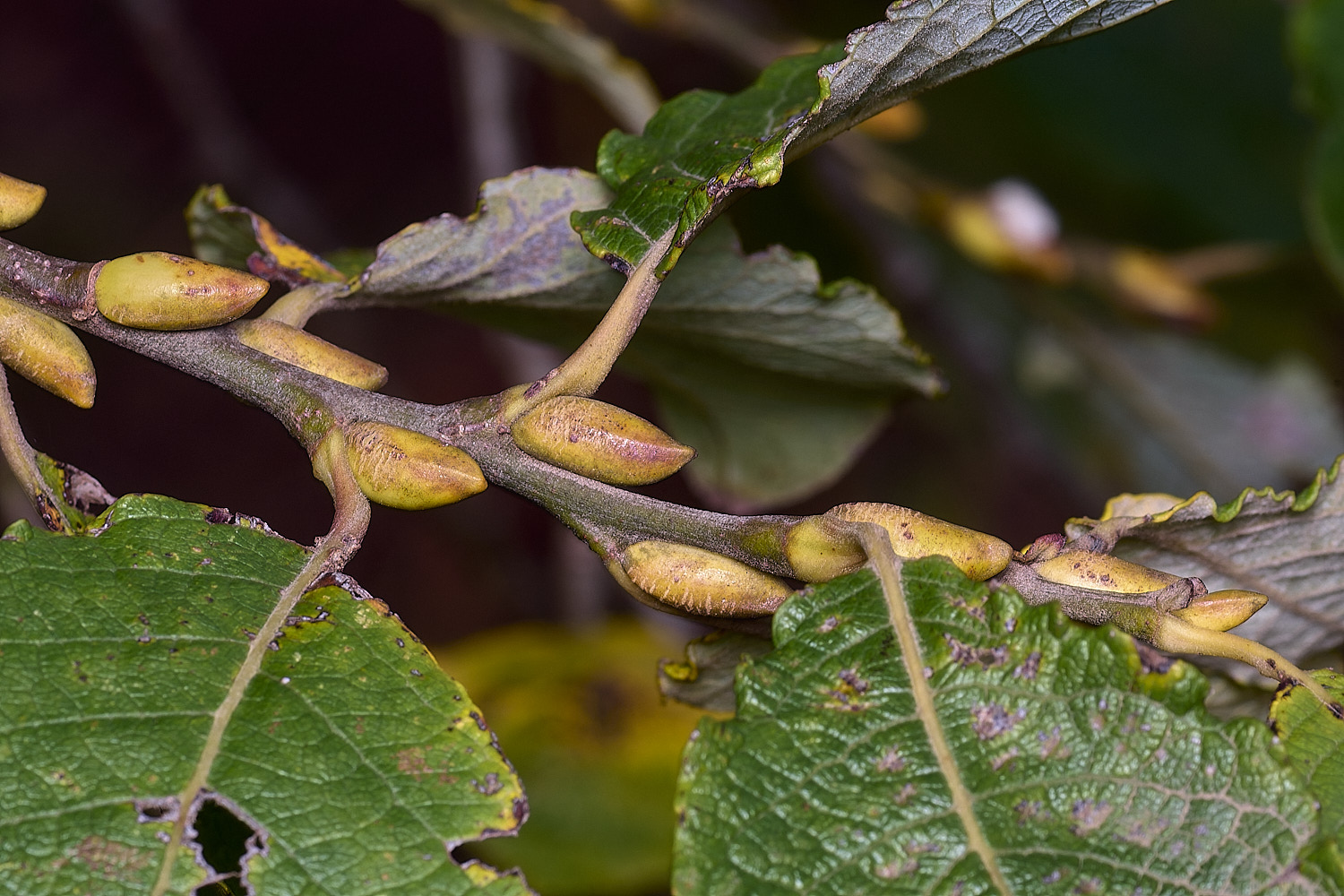 AbelHeathWillow121125-1