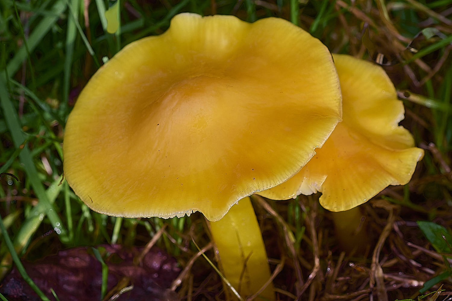AbelHeathYellowWaxcap121125-1