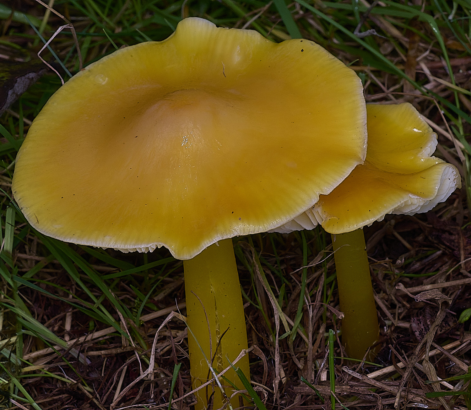 AbelHeathYellowWaxcap121125-3