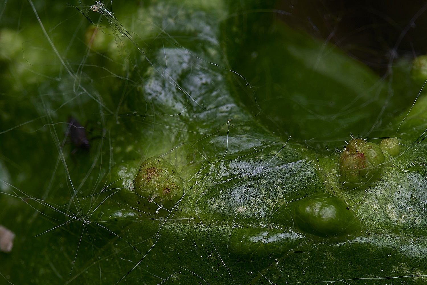 BartonTurfAldeGall190525-2