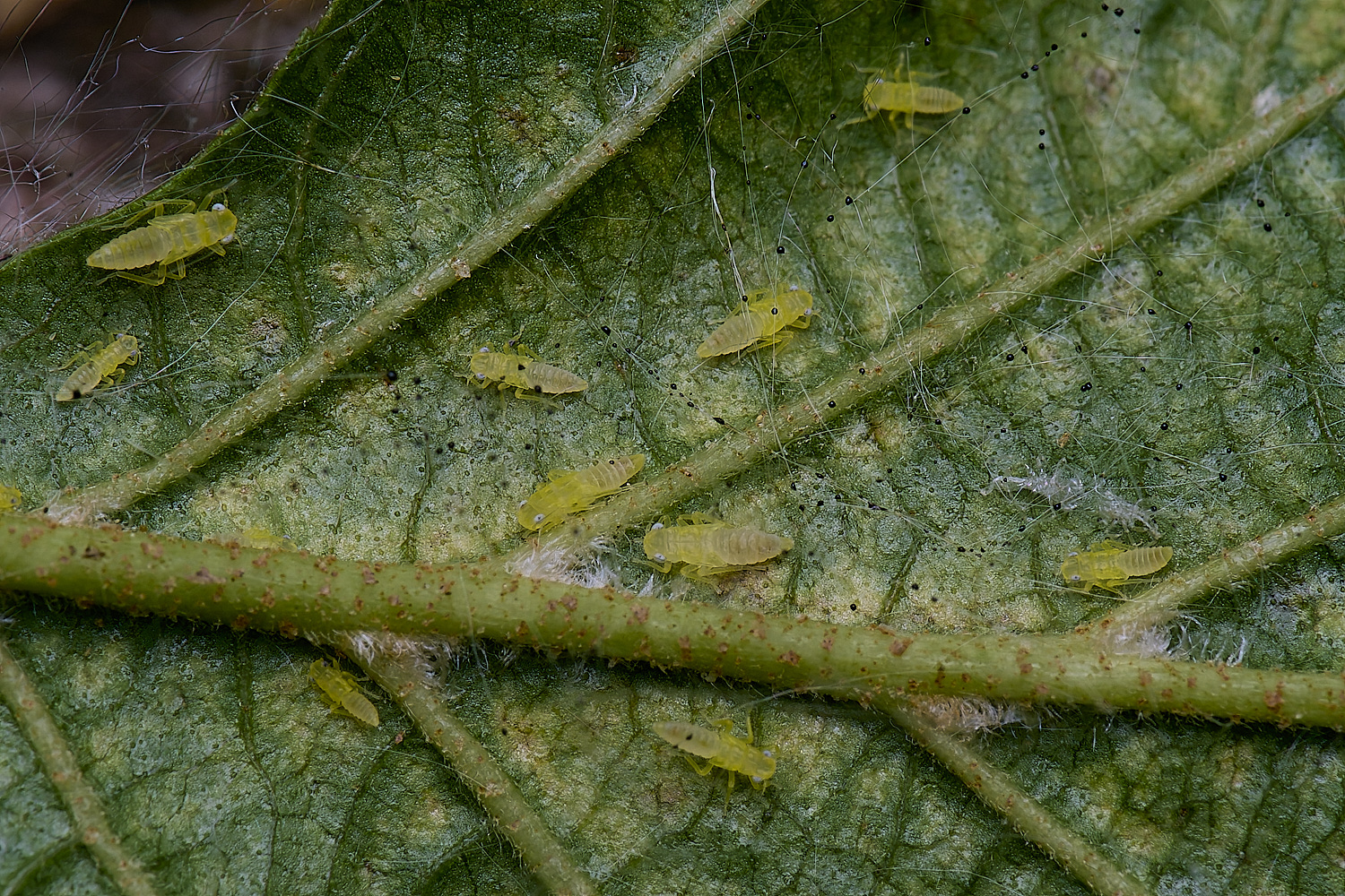 BartonTurfAlder?190525-1