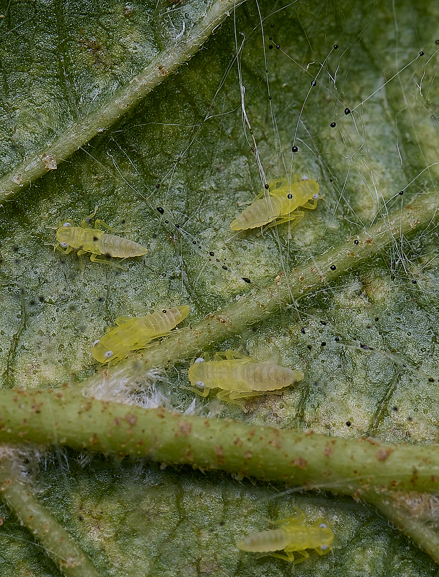 BartonTurfAlder?190525-2