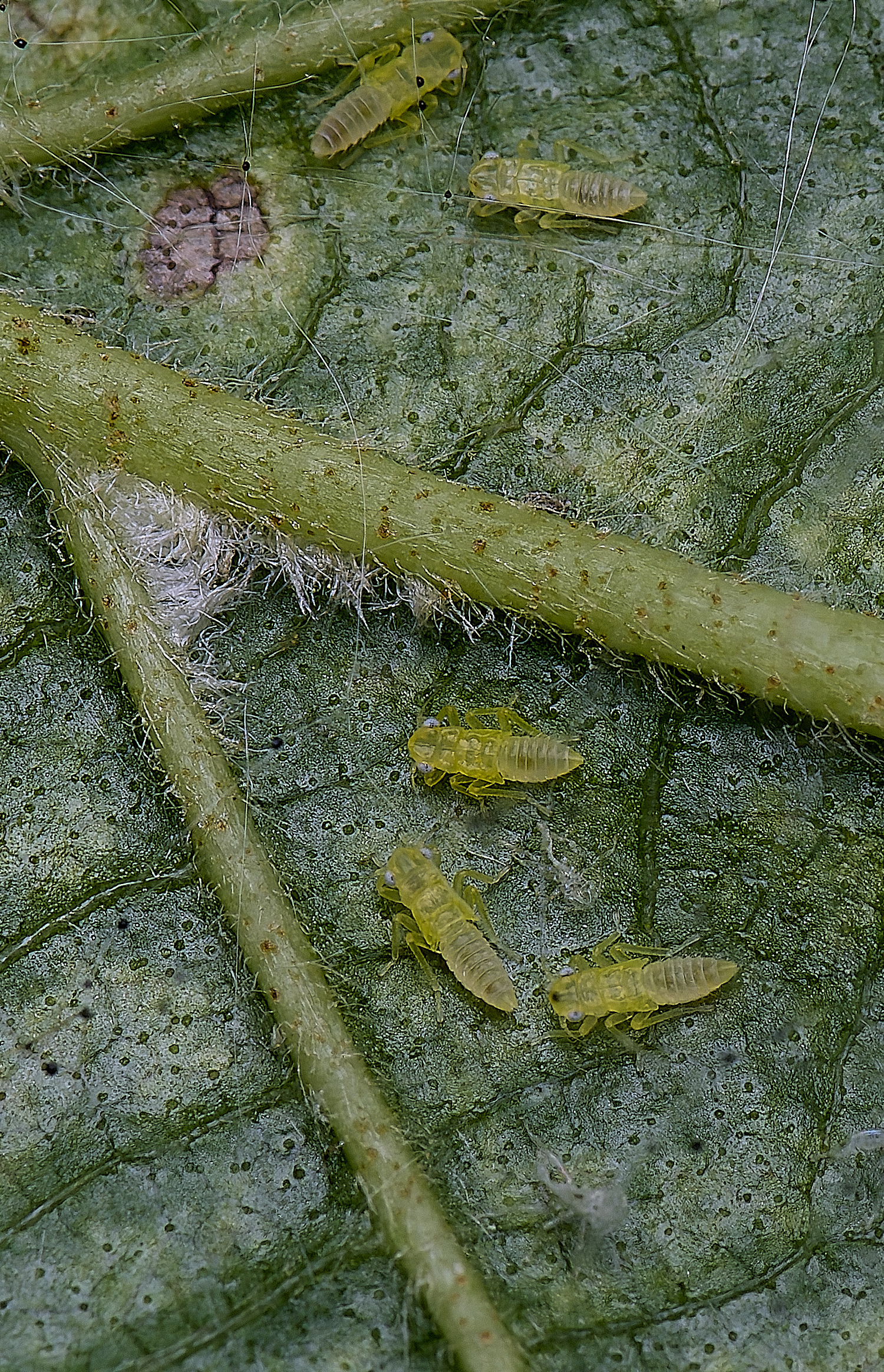 BartonTurfAlder?190525-3