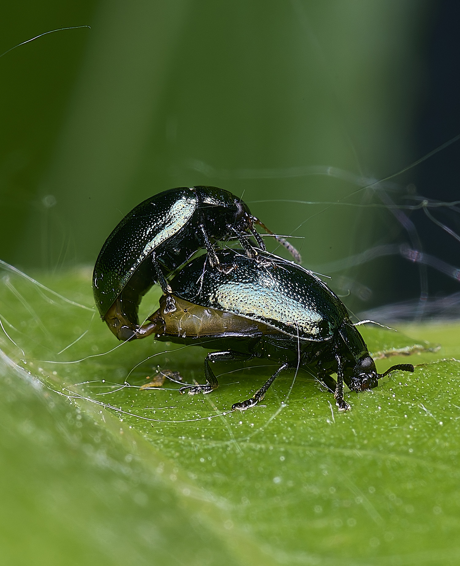 BartonTurfBeetle190525-1