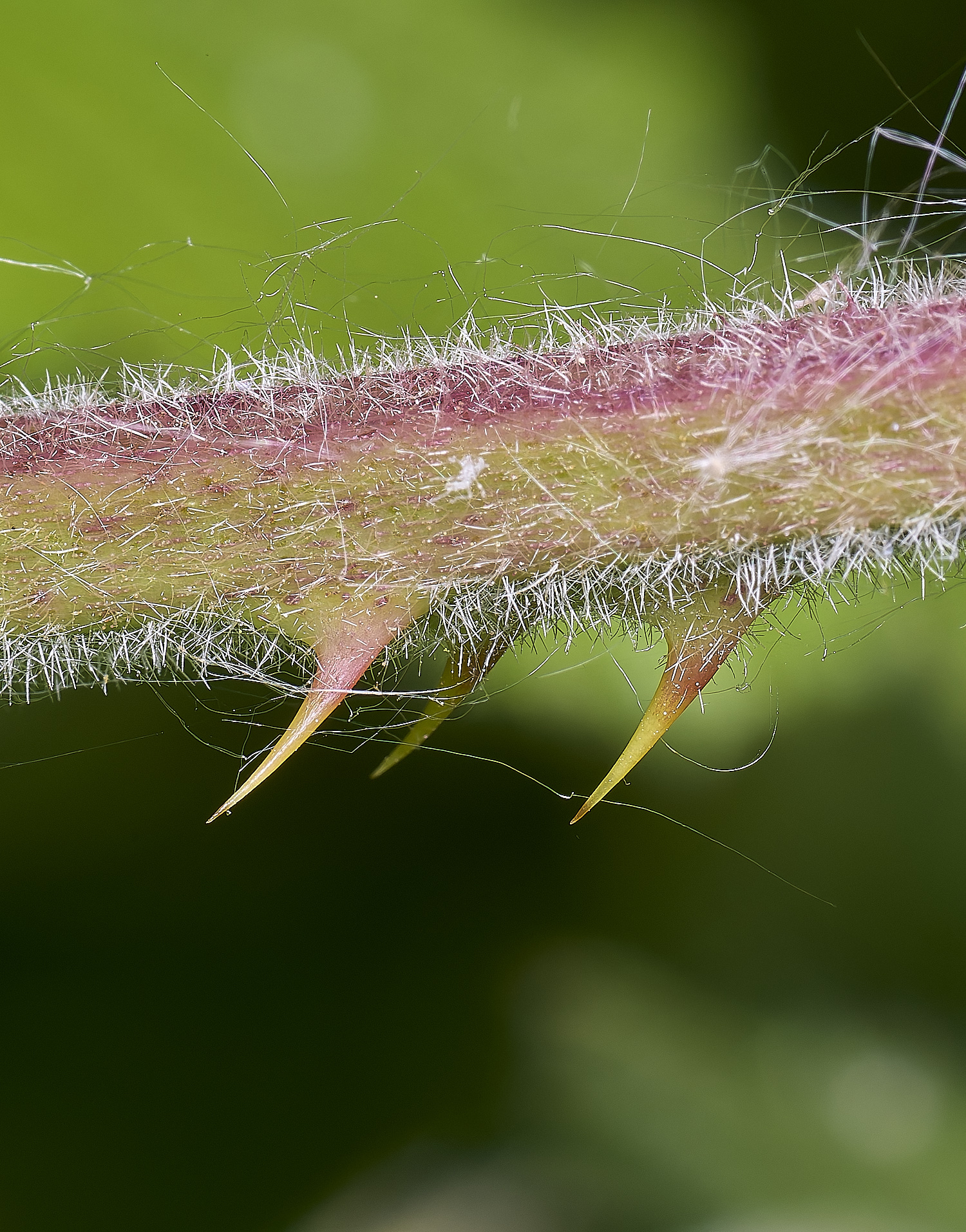 BartonTurfBramble190525-1