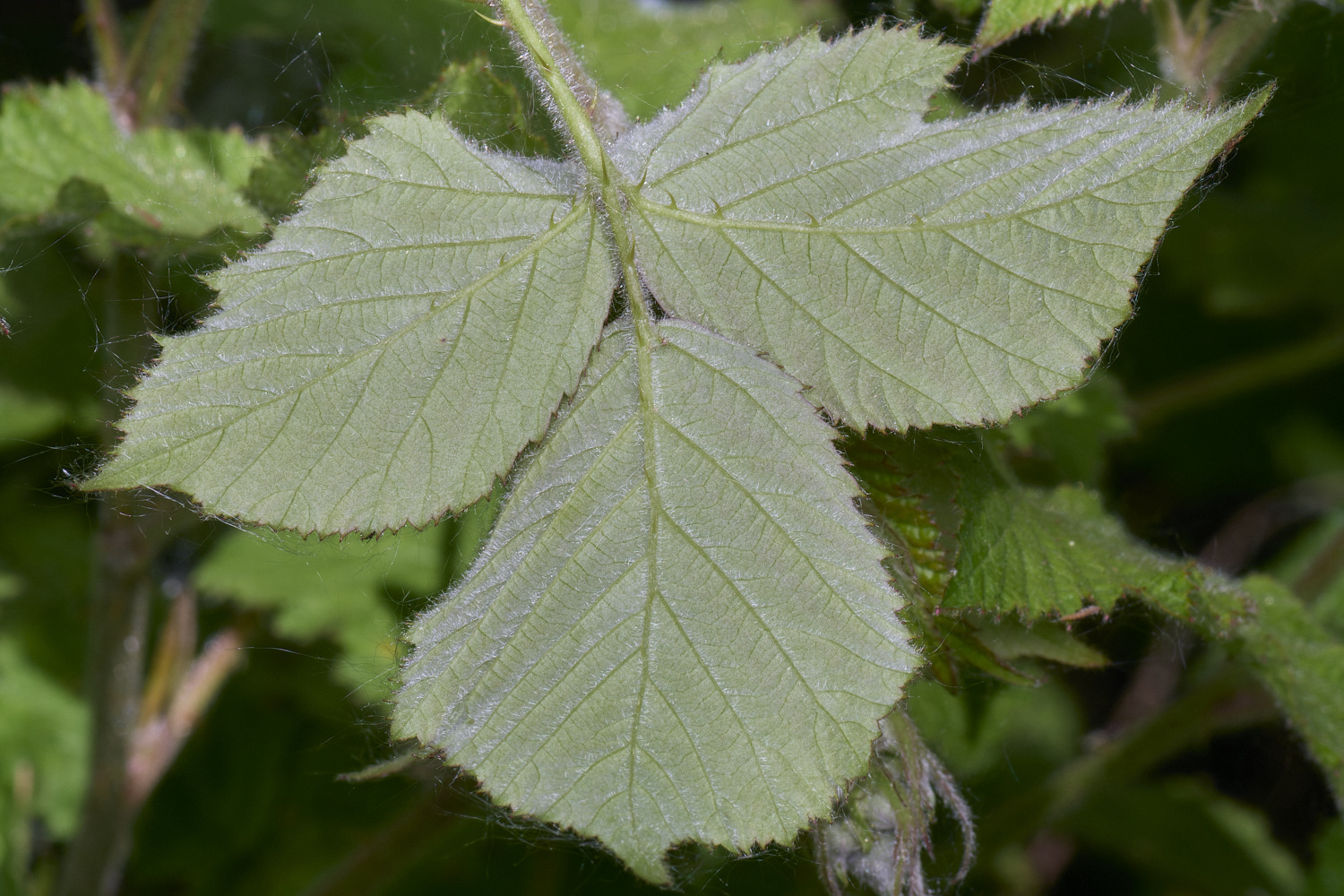 BartonTurfBramble190525-2