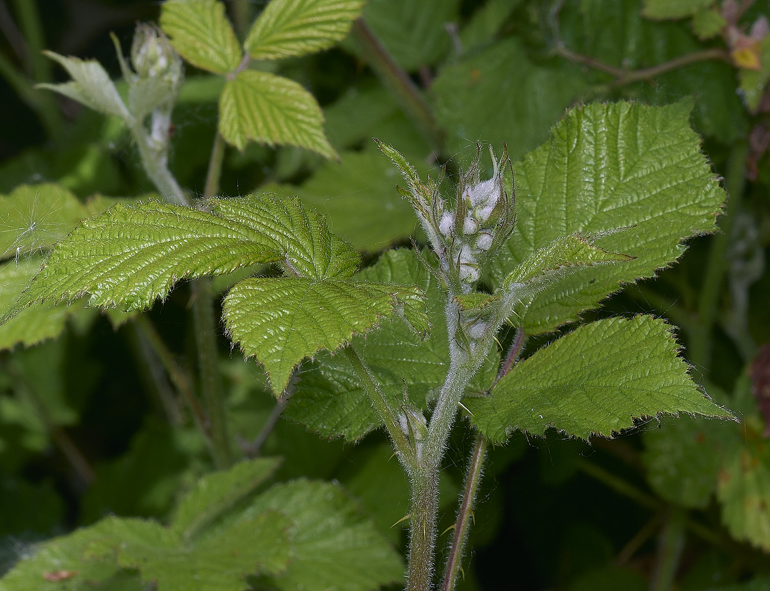 BartonTurfBramble190525-3