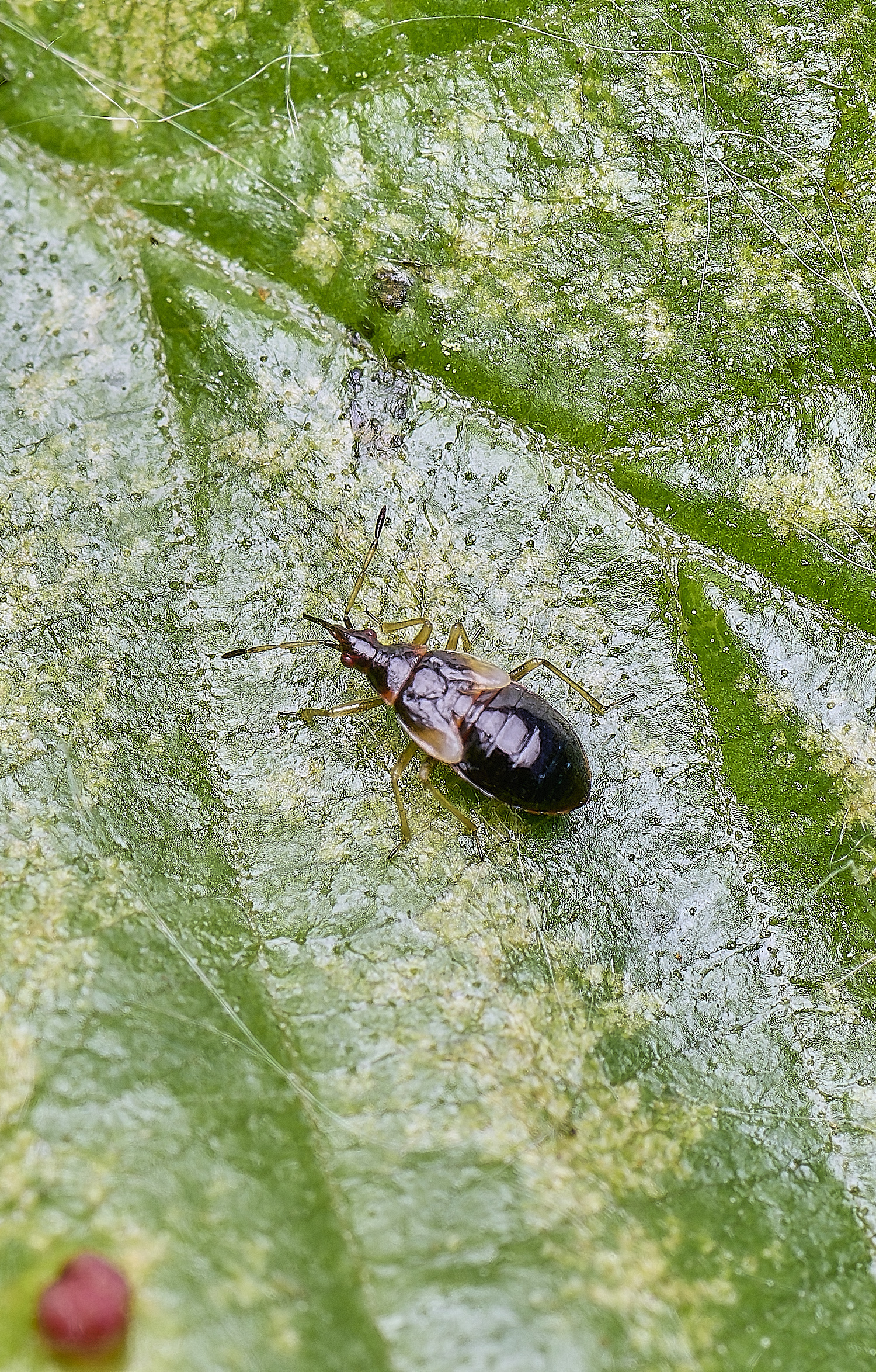 BartonTurfBug190525-2