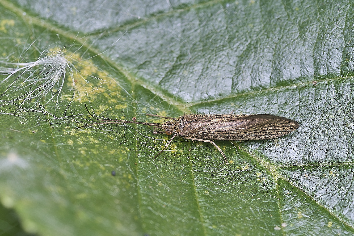 BartonTurfCaddis190525-1