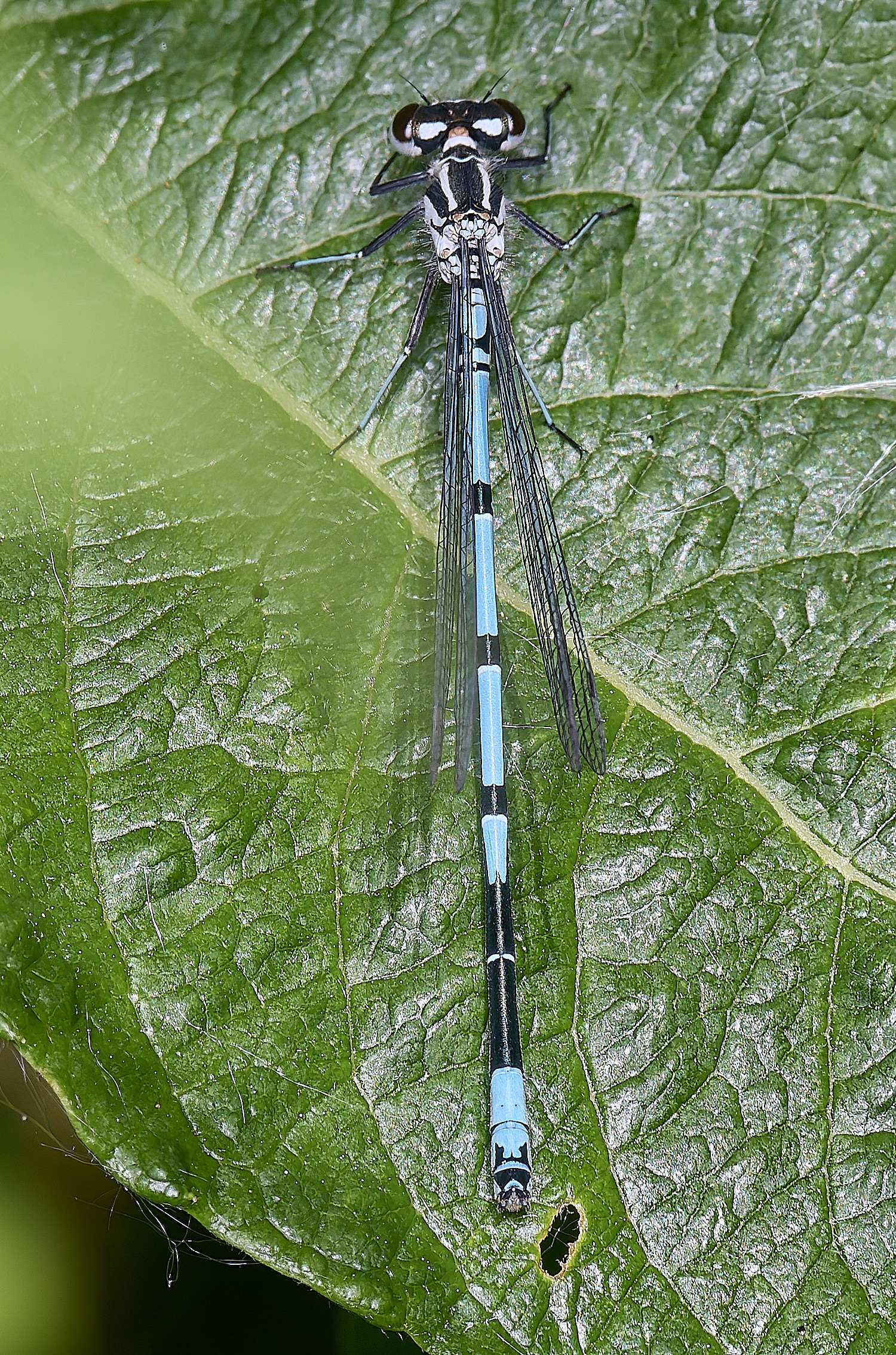 BartonTurfDamsel190525-1