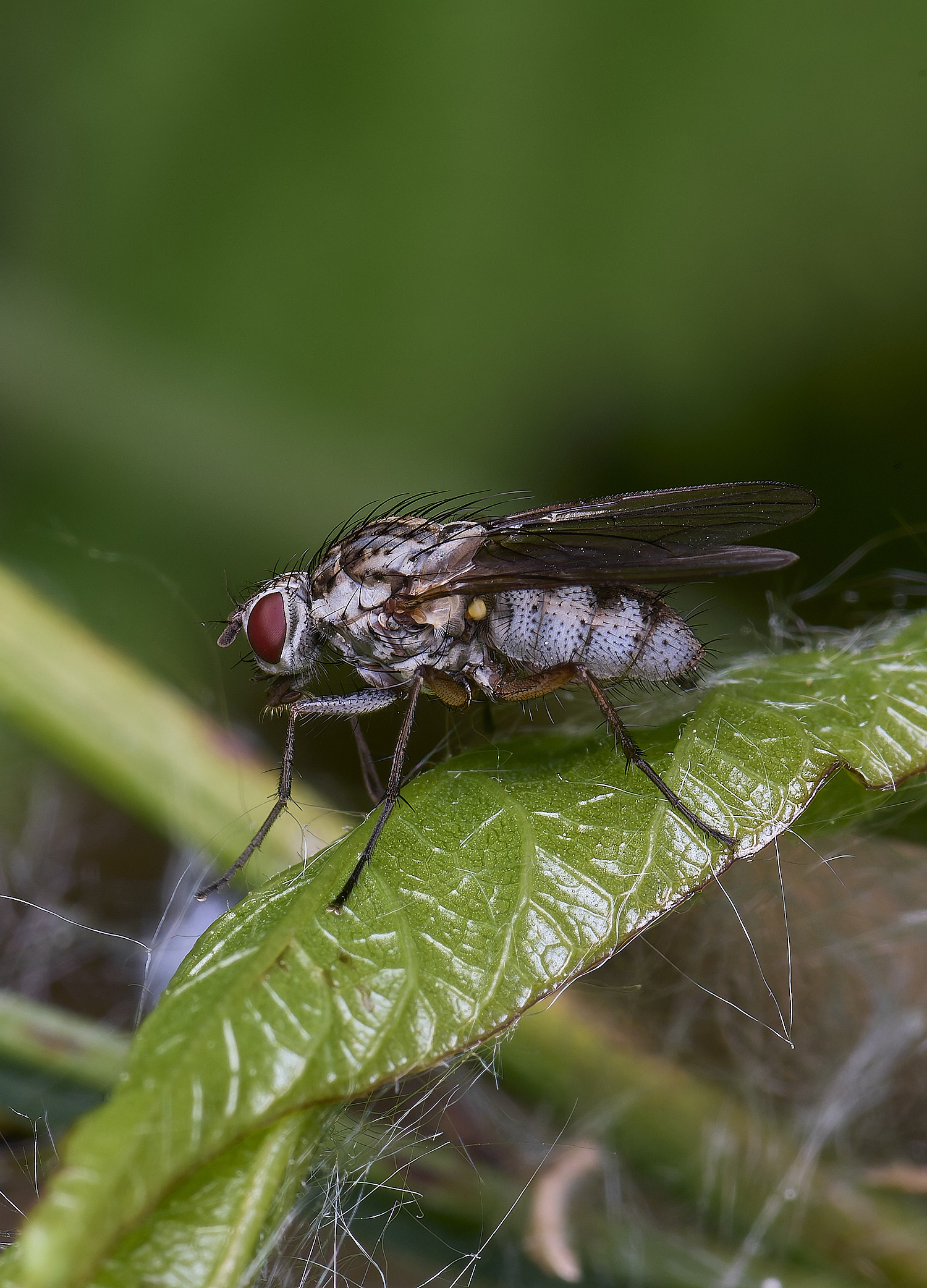 BartonTurfFly190525-2