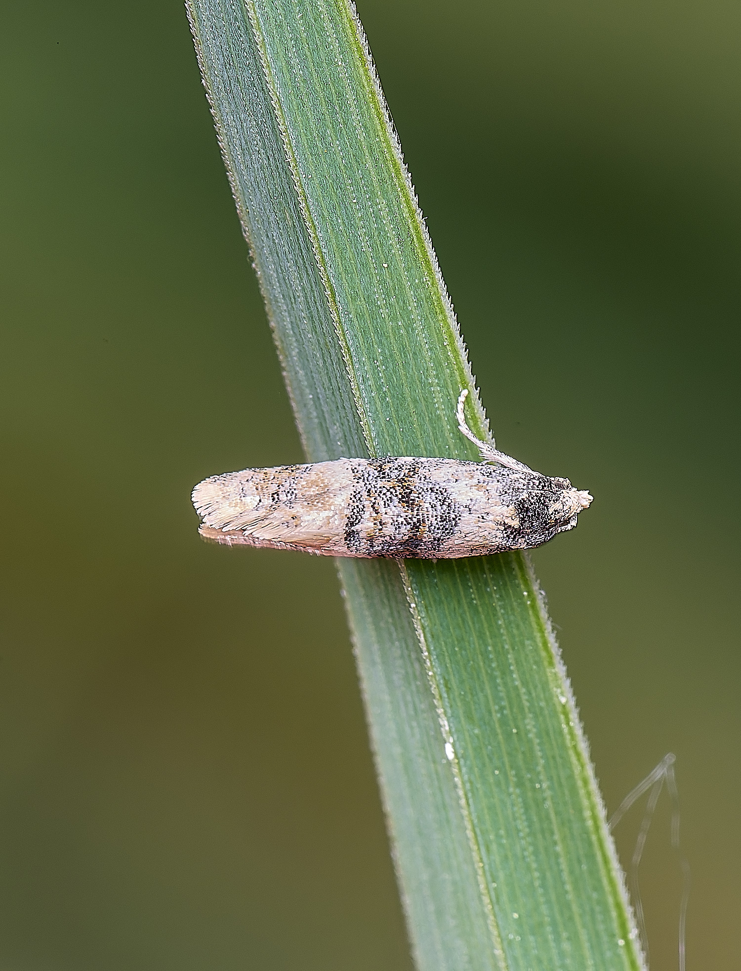 BartonTurfMoth190525-1