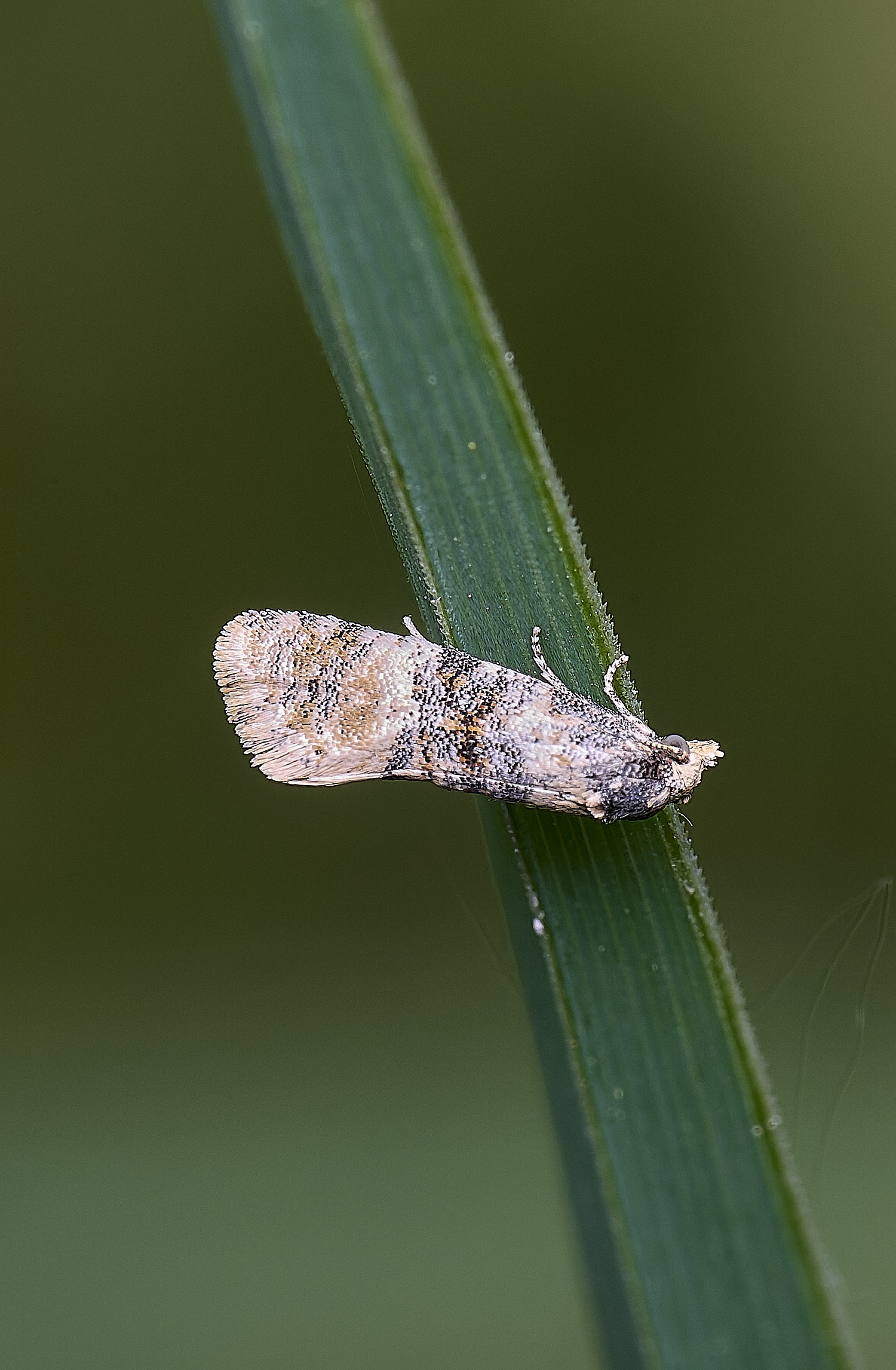 BartonTurfMoth190525-2