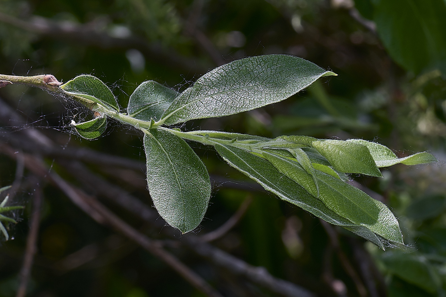 BartonTurfSallow190525-1