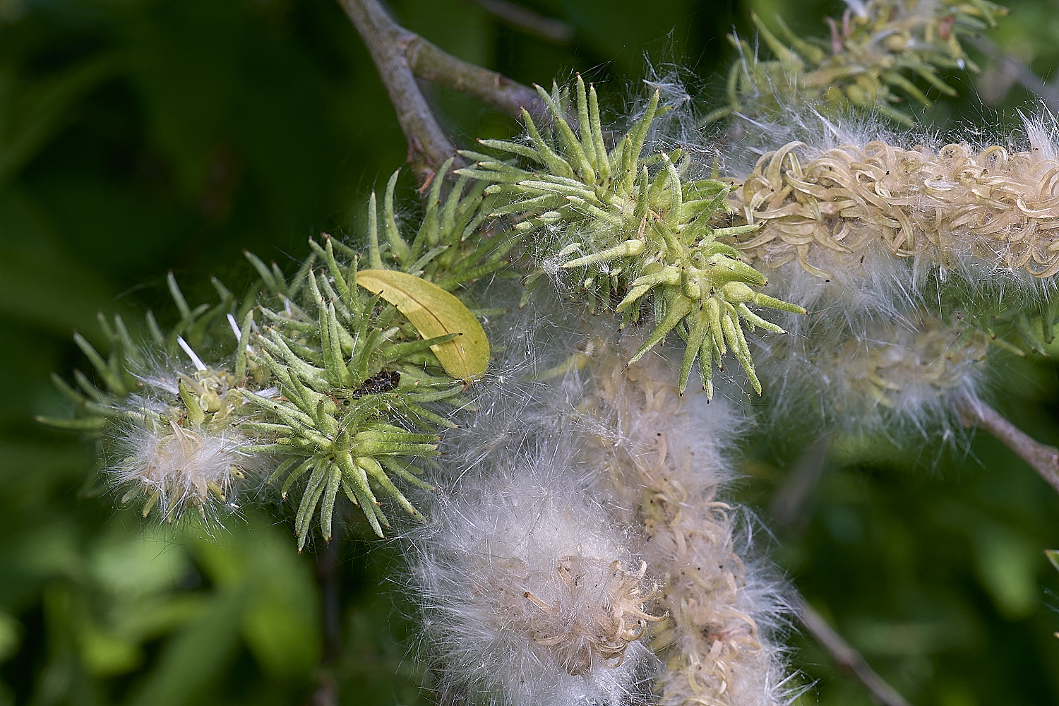 BartonTurfSallow190525-3