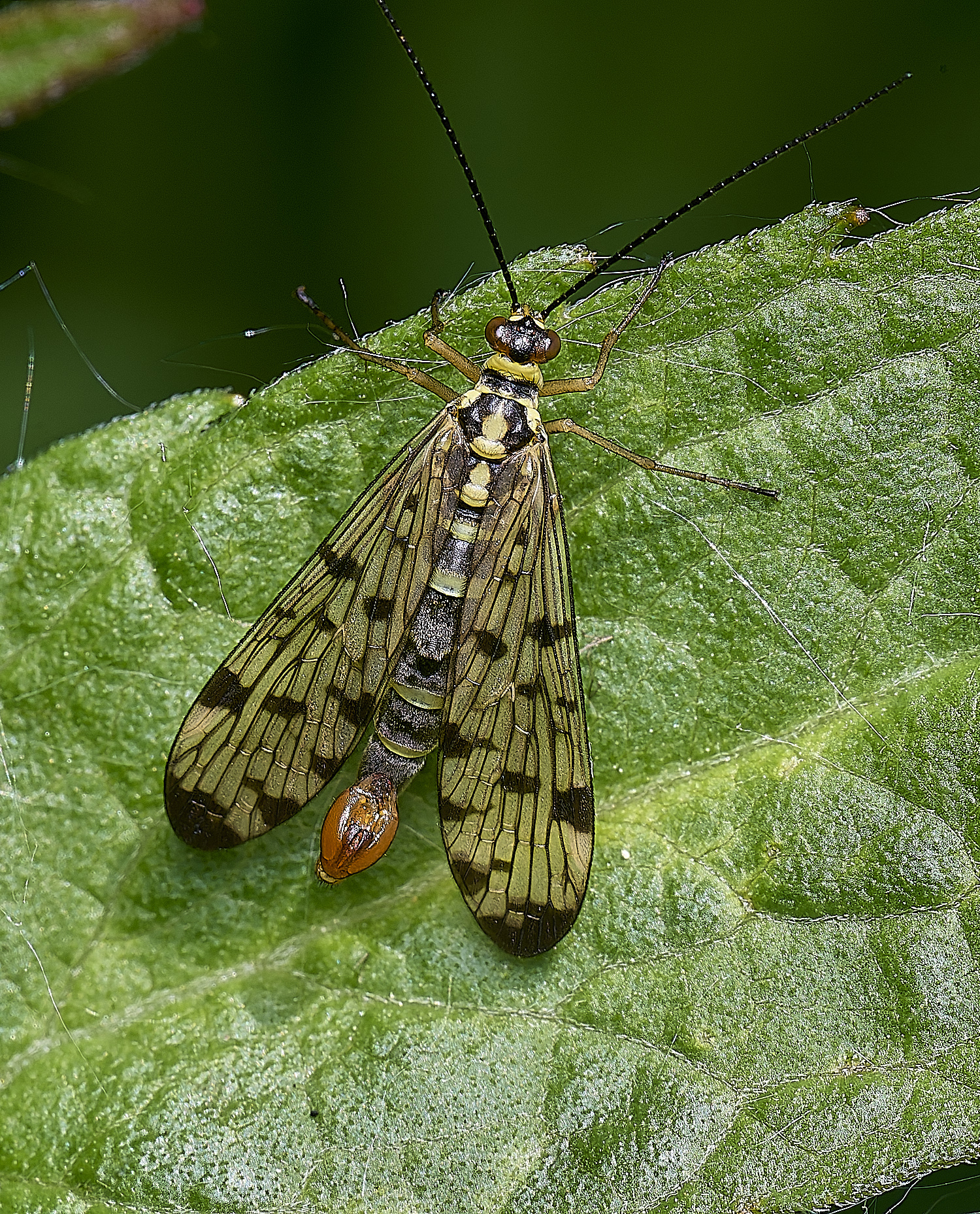BartonTurfScorpionFly190525-2