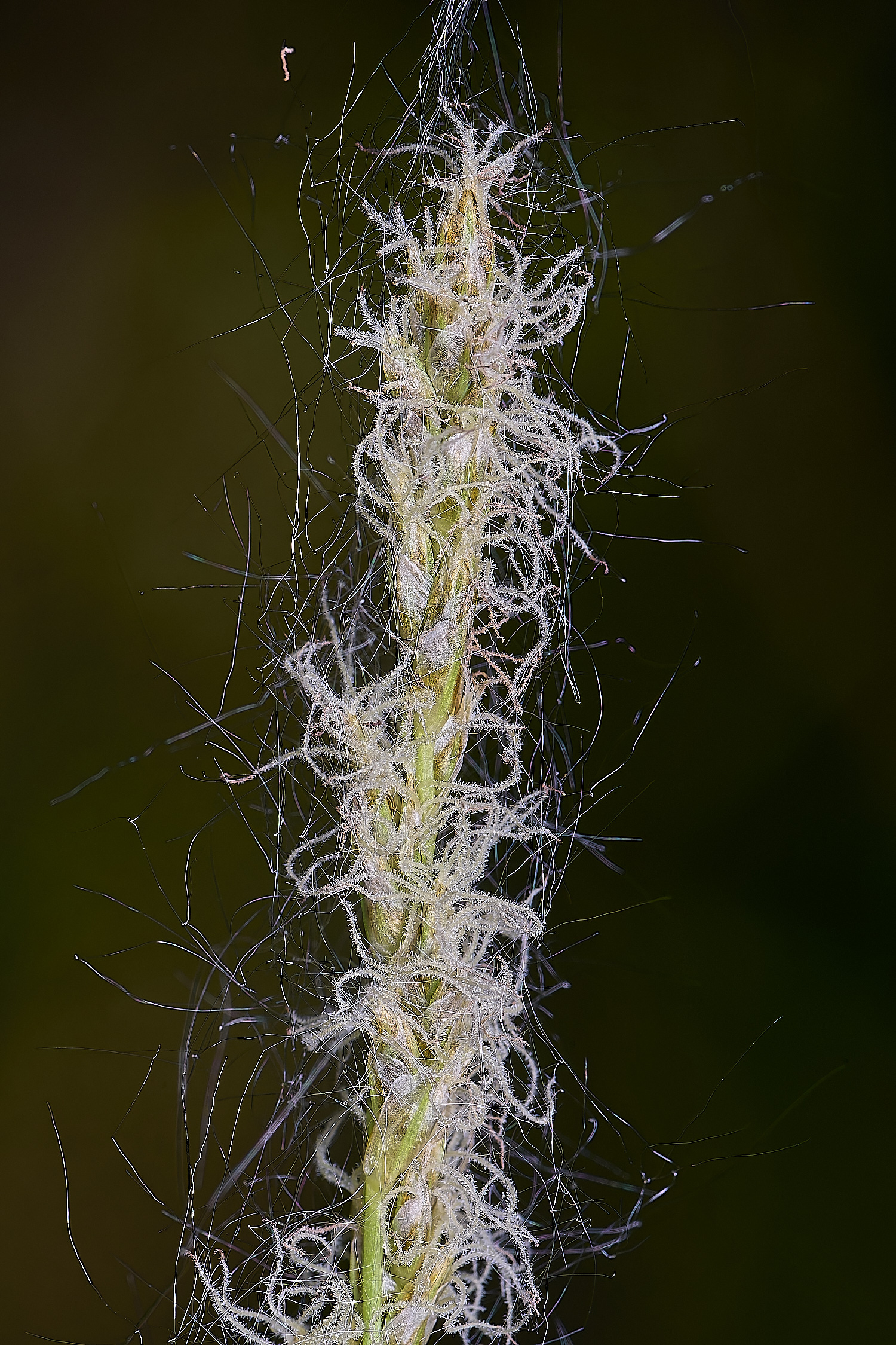 BartonTurfSedge190525-2