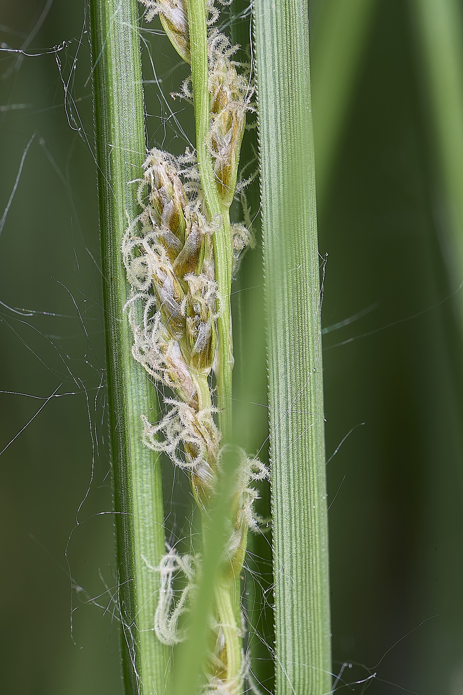 BartonTurfSedge190525-4