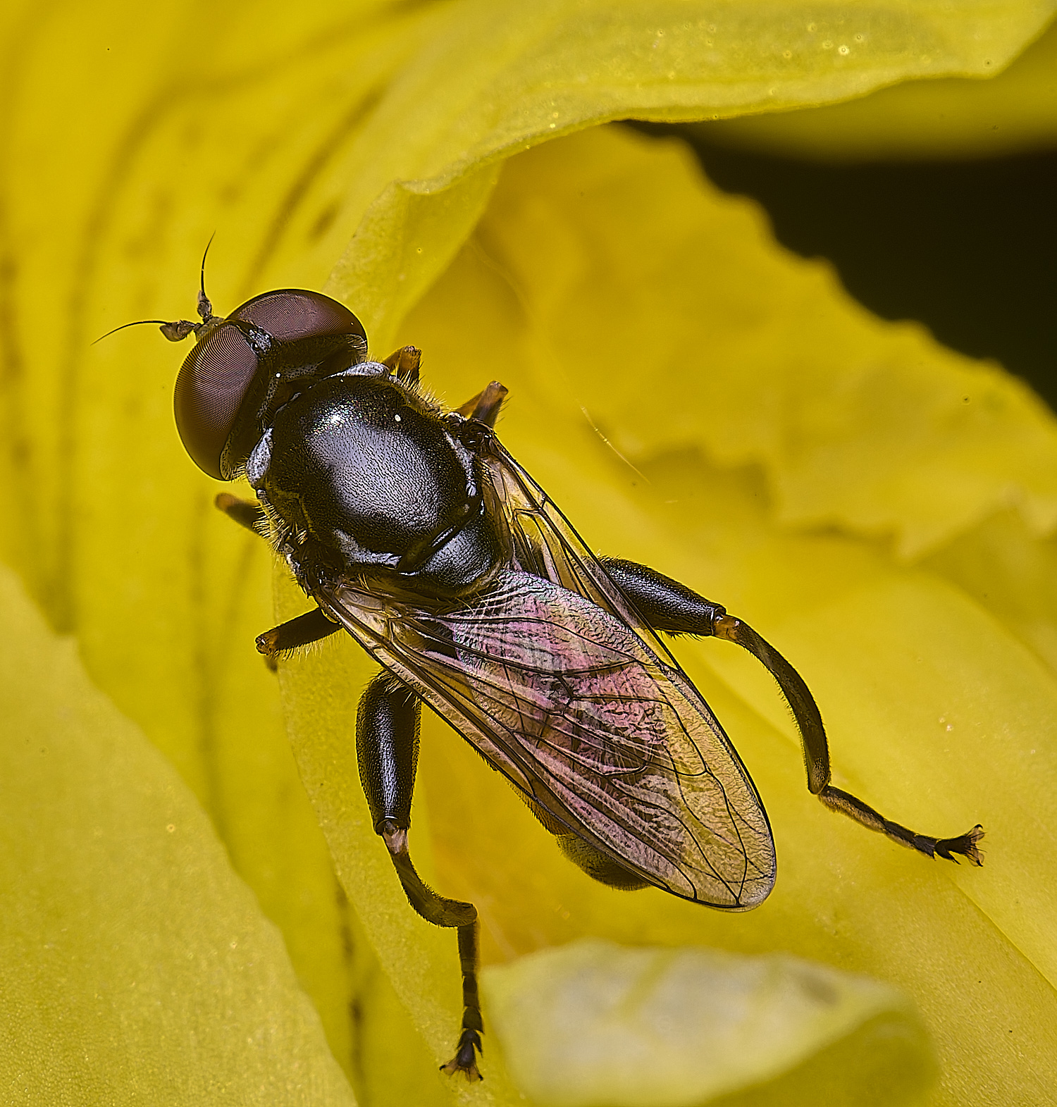 BartonTurfTscitta190525-2